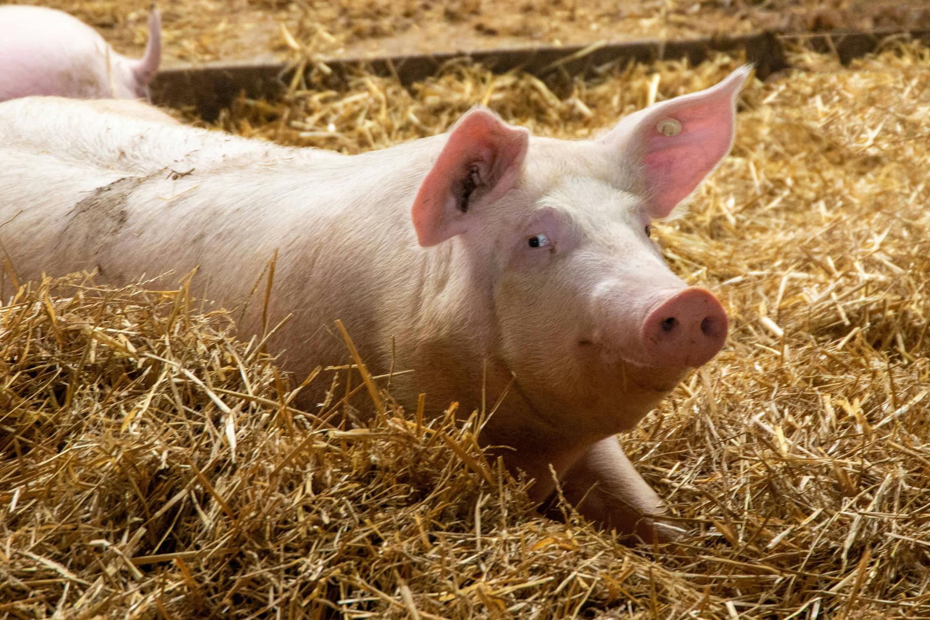 Spaltenschieber finden sich unter anderem in der Schweinezucht - und dienen dort als wichtige landwirtschaftliche Werkzeuge.