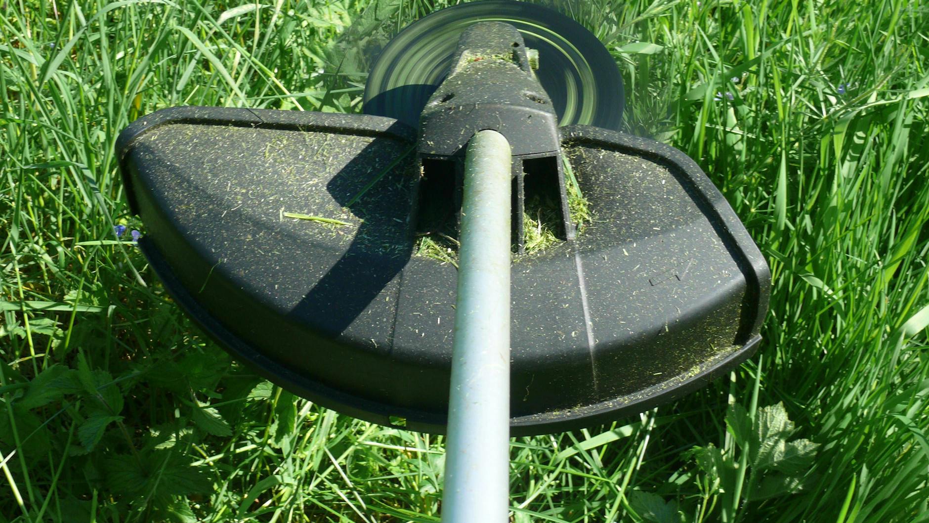 Das gemähte Gras sondert einen herrlichen Geruch ab – aber warum duftet es so gut?