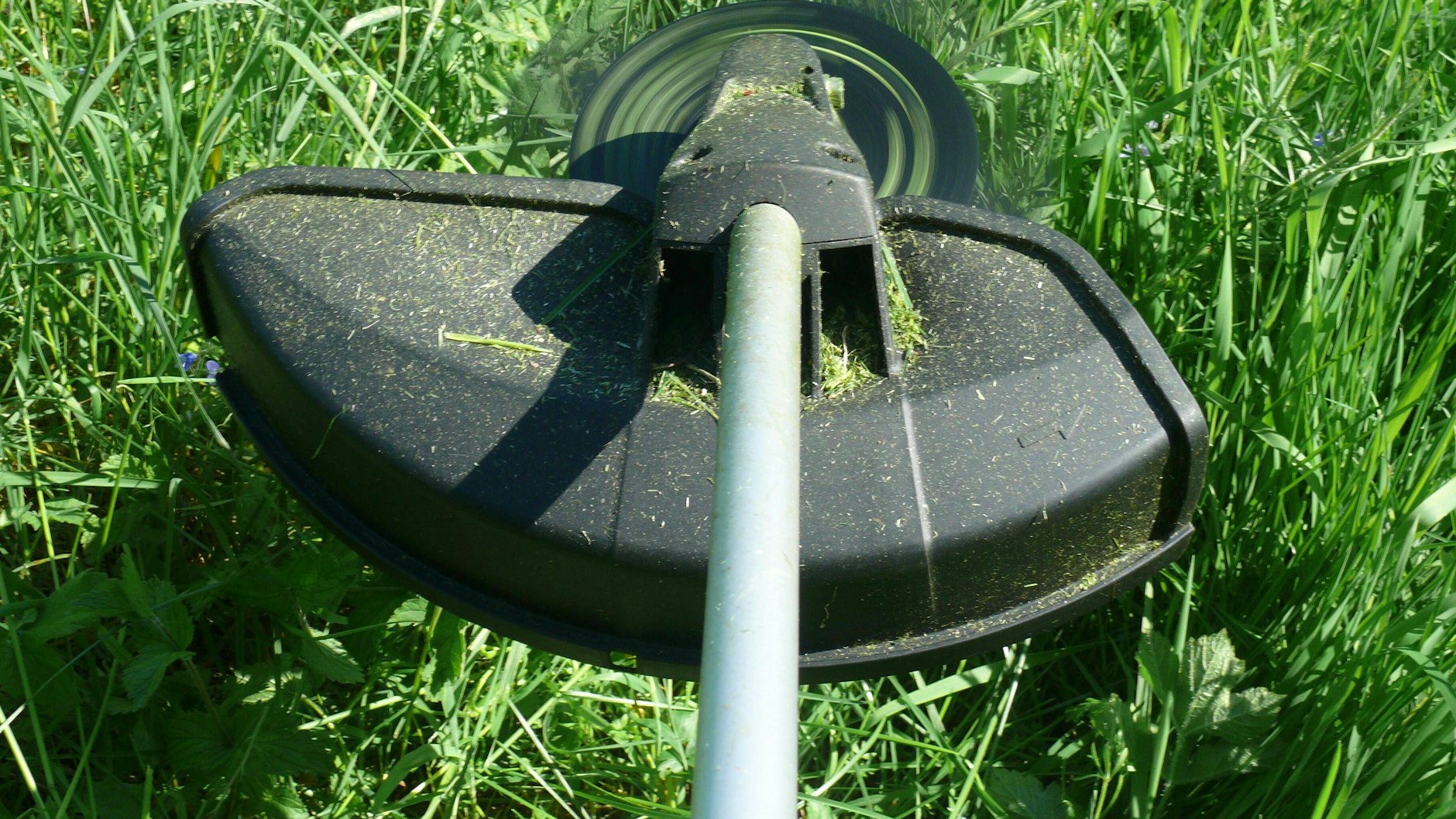 Das gemähte Gras sondert einen herrlichen Geruch ab – aber warum duftet es so gut?