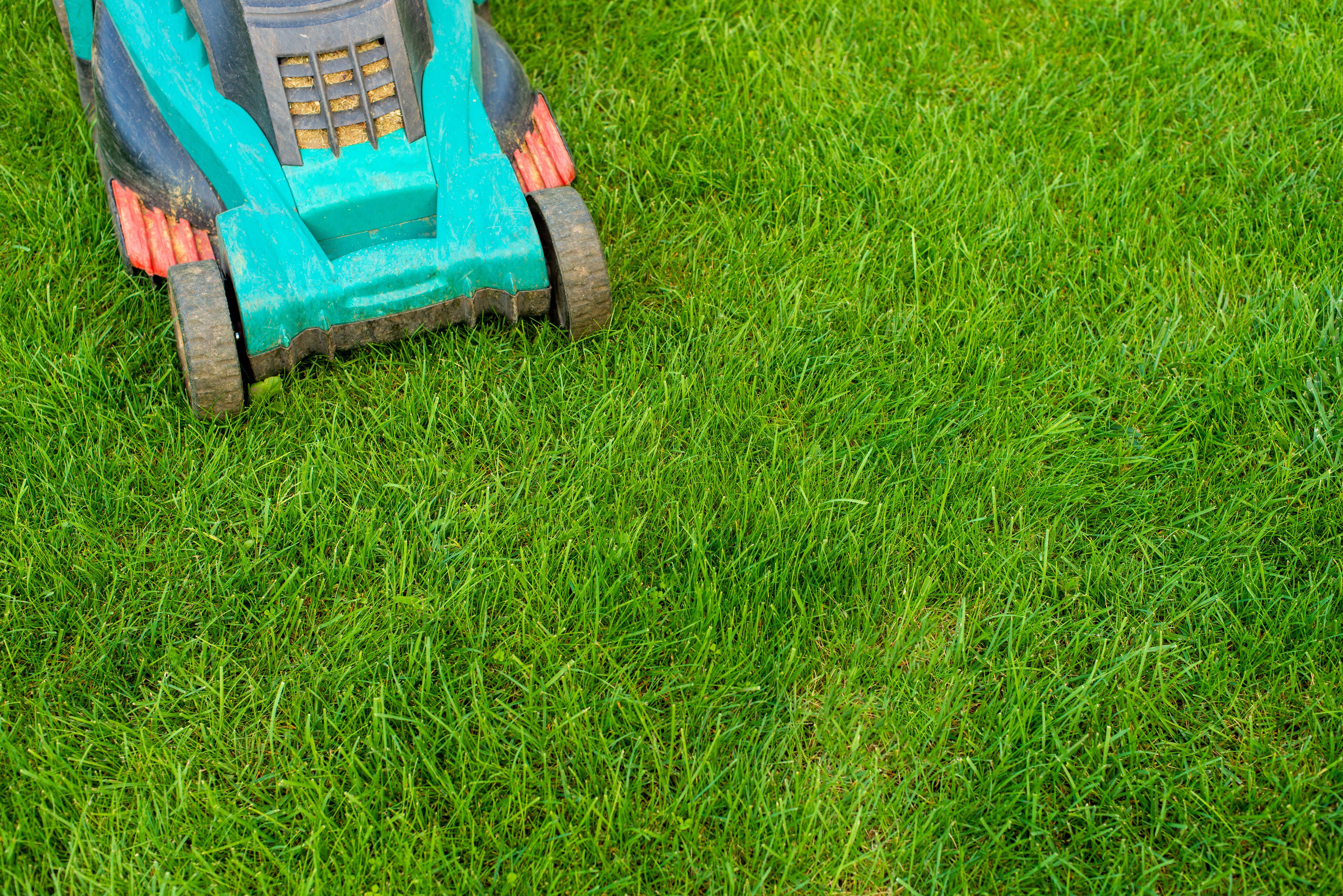 Mähen, düngen und Laub einsammeln: So wird der Rasen winterfest