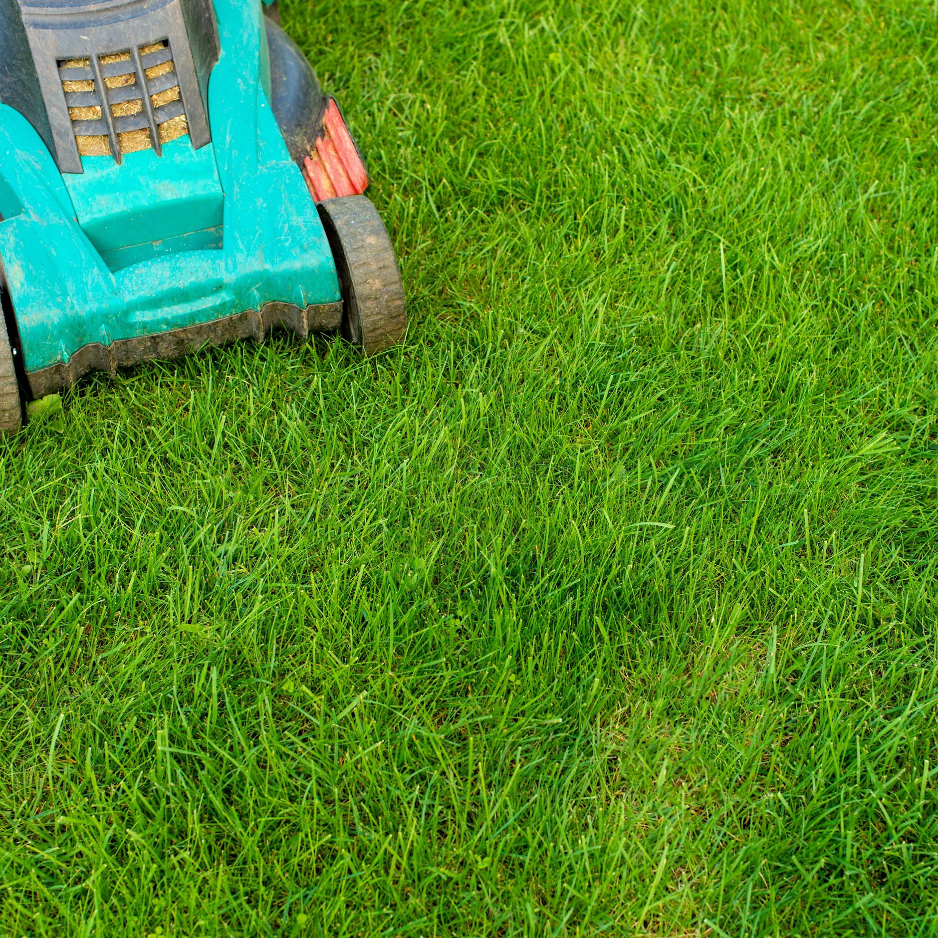 Mähen, düngen und Laub einsammeln: So wird der Rasen winterfest