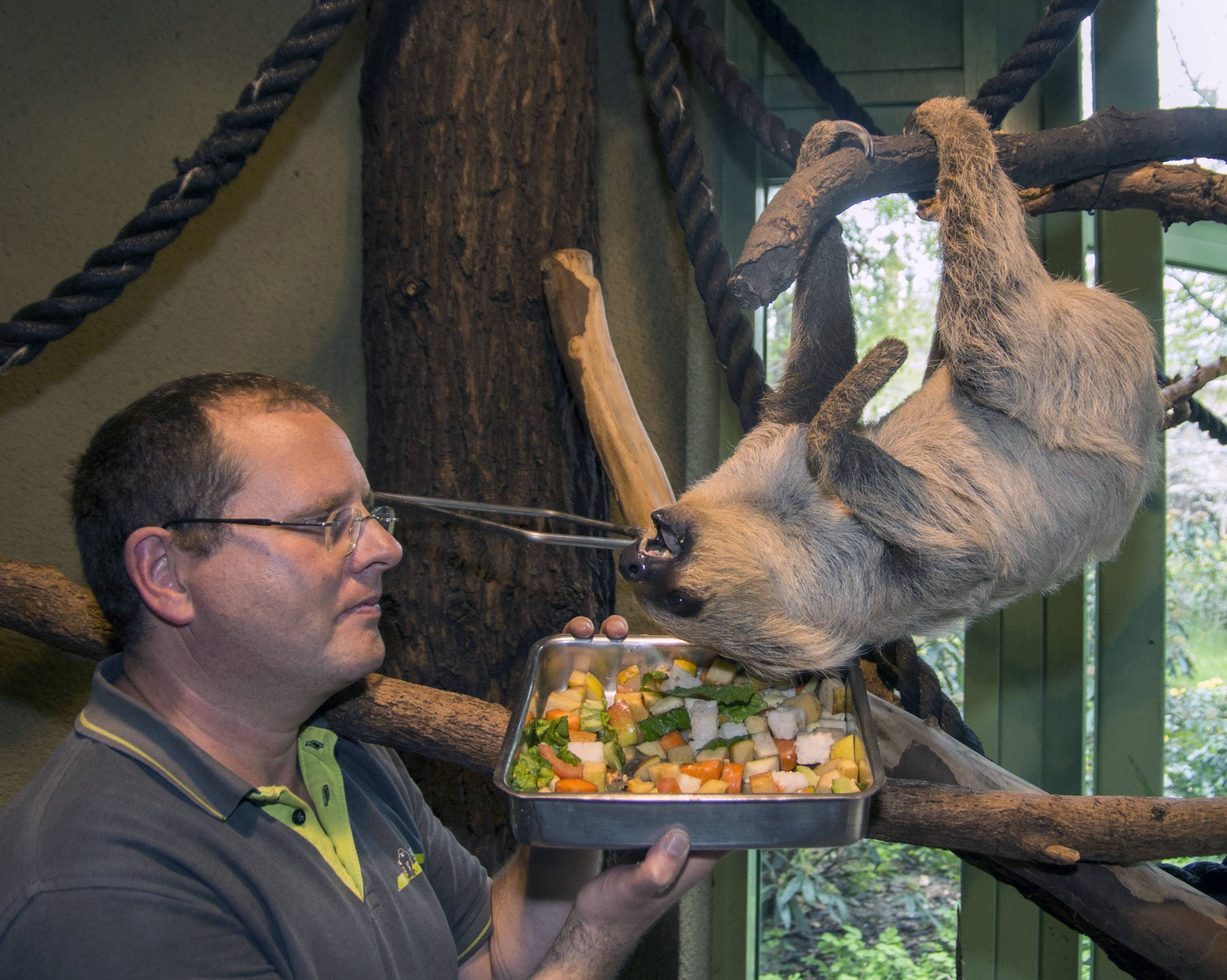 Berlins Zoo-Tiere werden jetzt auf Low-Carb-Diät gesetzt