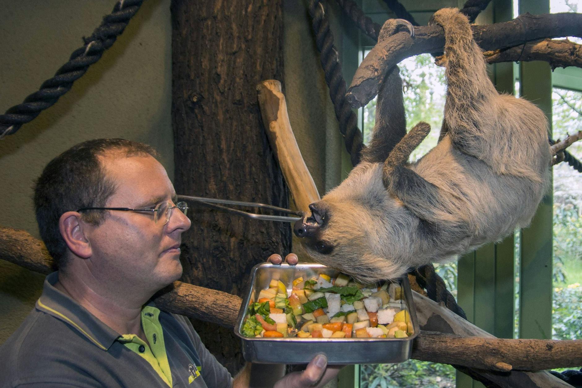 Faultier Charly wird mit einer Gemüseplatte verköstigt.