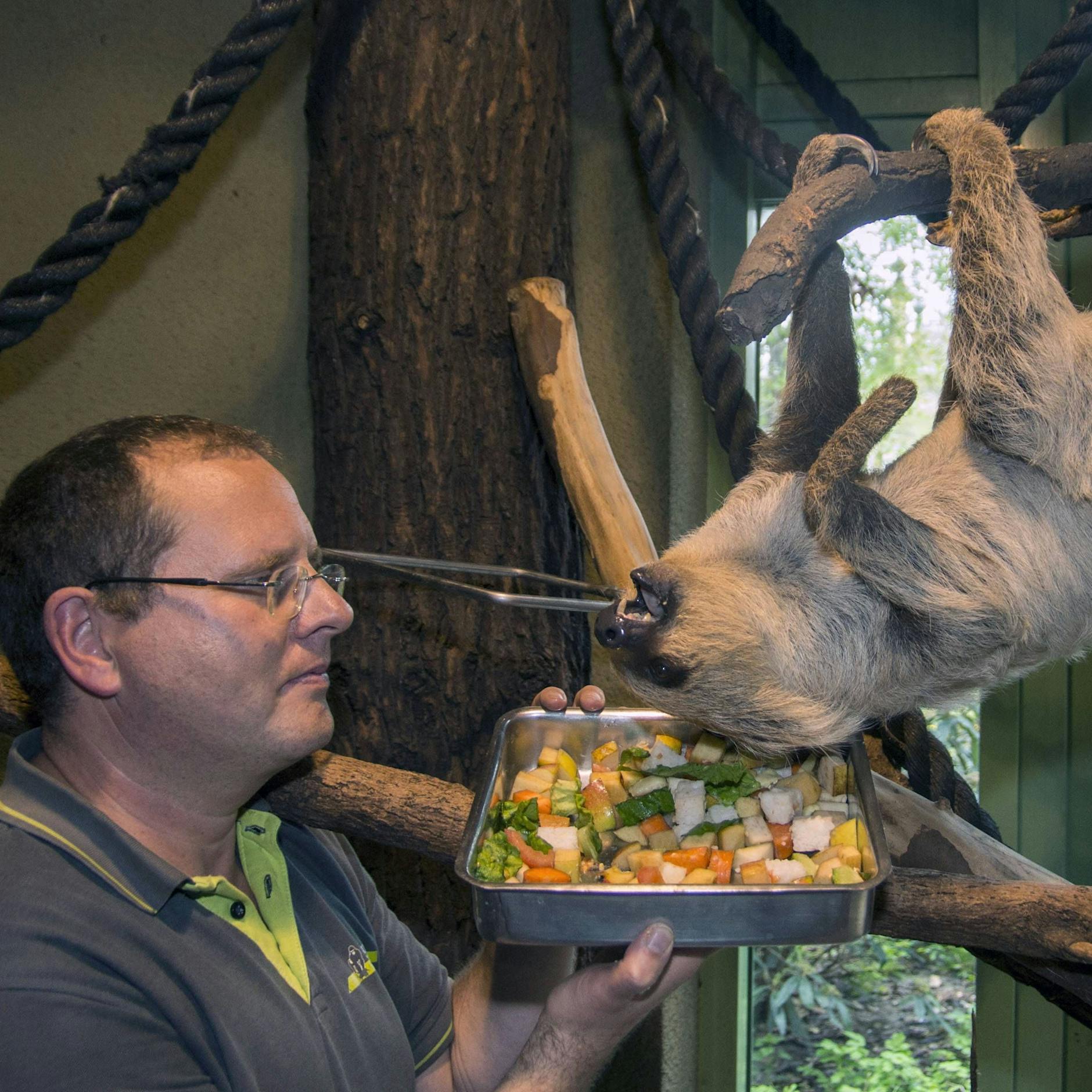 Berlins Zoo-Tiere werden jetzt auf Low-Carb-Diät gesetzt