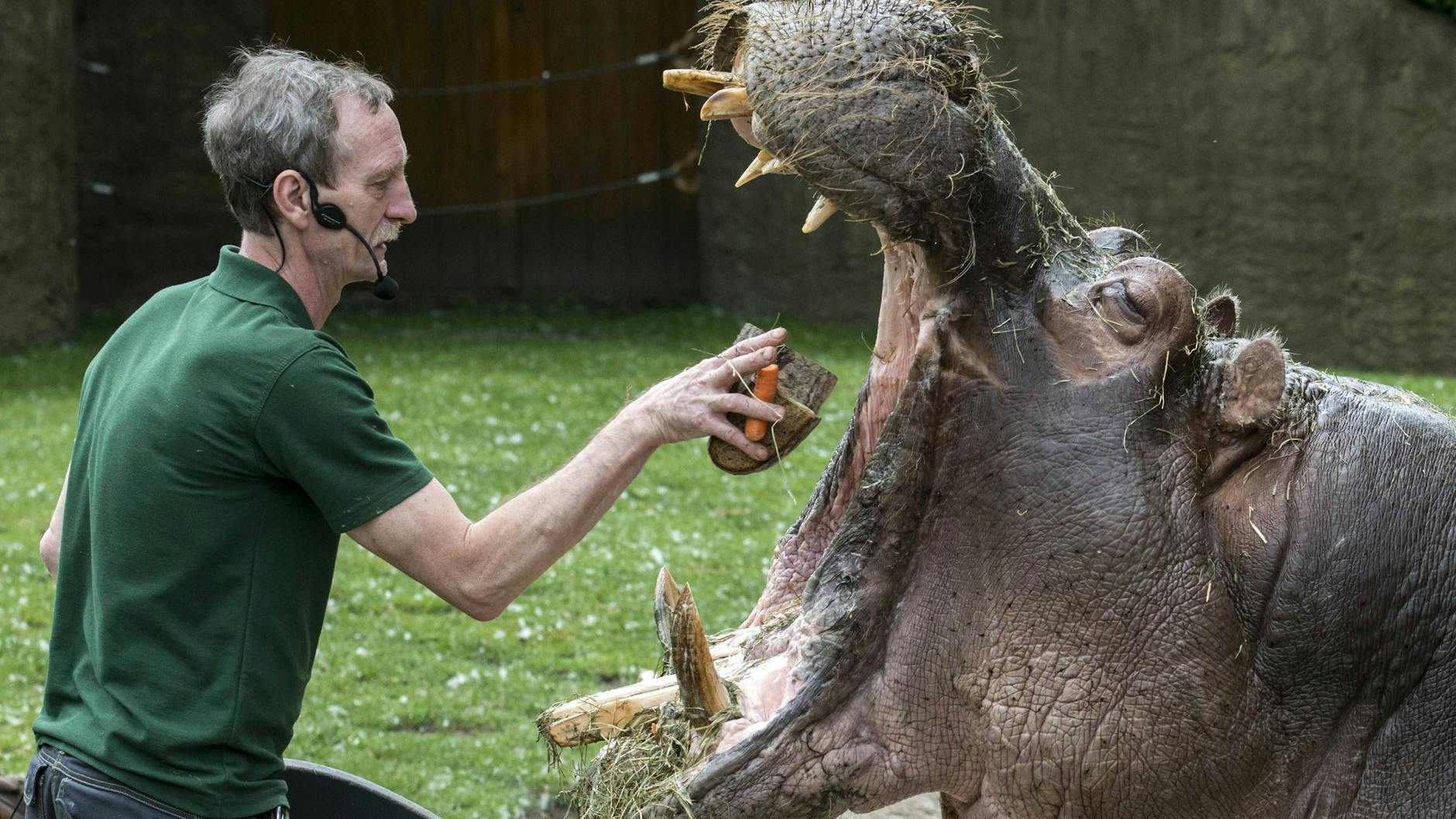 Nicht ganz ungefährlich: Low-Carb-Fütterung bei einem Flusspferd