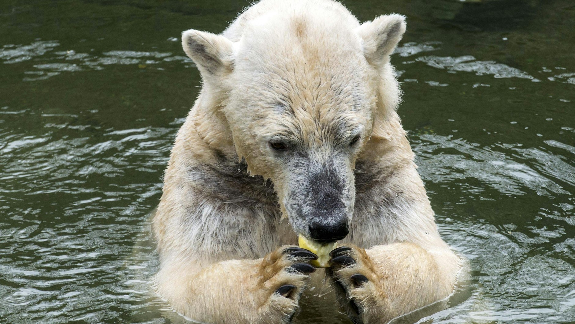 Einen Apfel für die Eisbärin Tonja im Tierpark