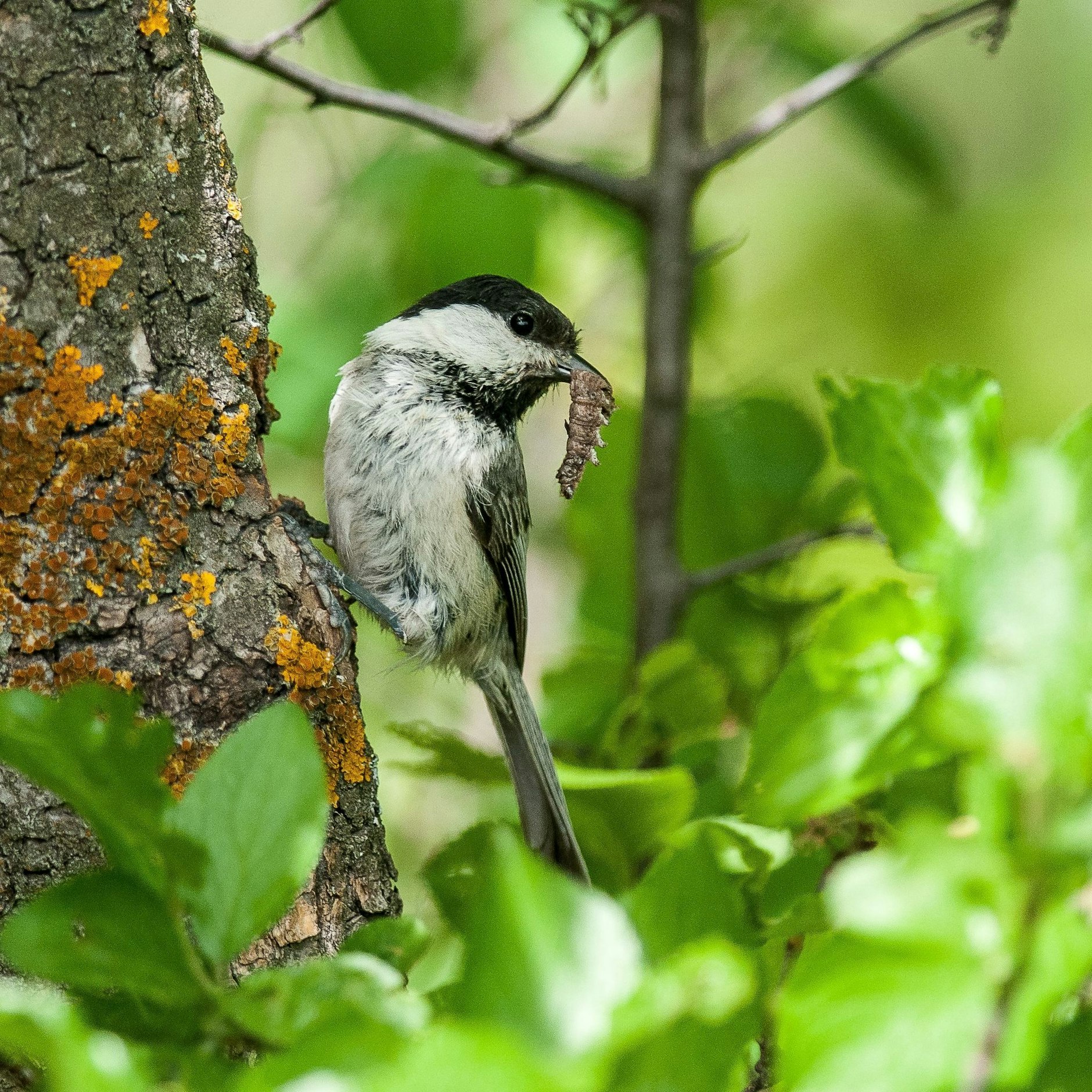 HANDOUT - Eine Weidenmeise (Poecile montanus). Der Rückgang der Vogelbestände ist laut der Studie nicht gleichmäßig verteilt. Vögel, die Ackerland als Lebensraum bevorzugen, sind mit einer Reduzierung um fast 57 Prozent besonders betroffen.  