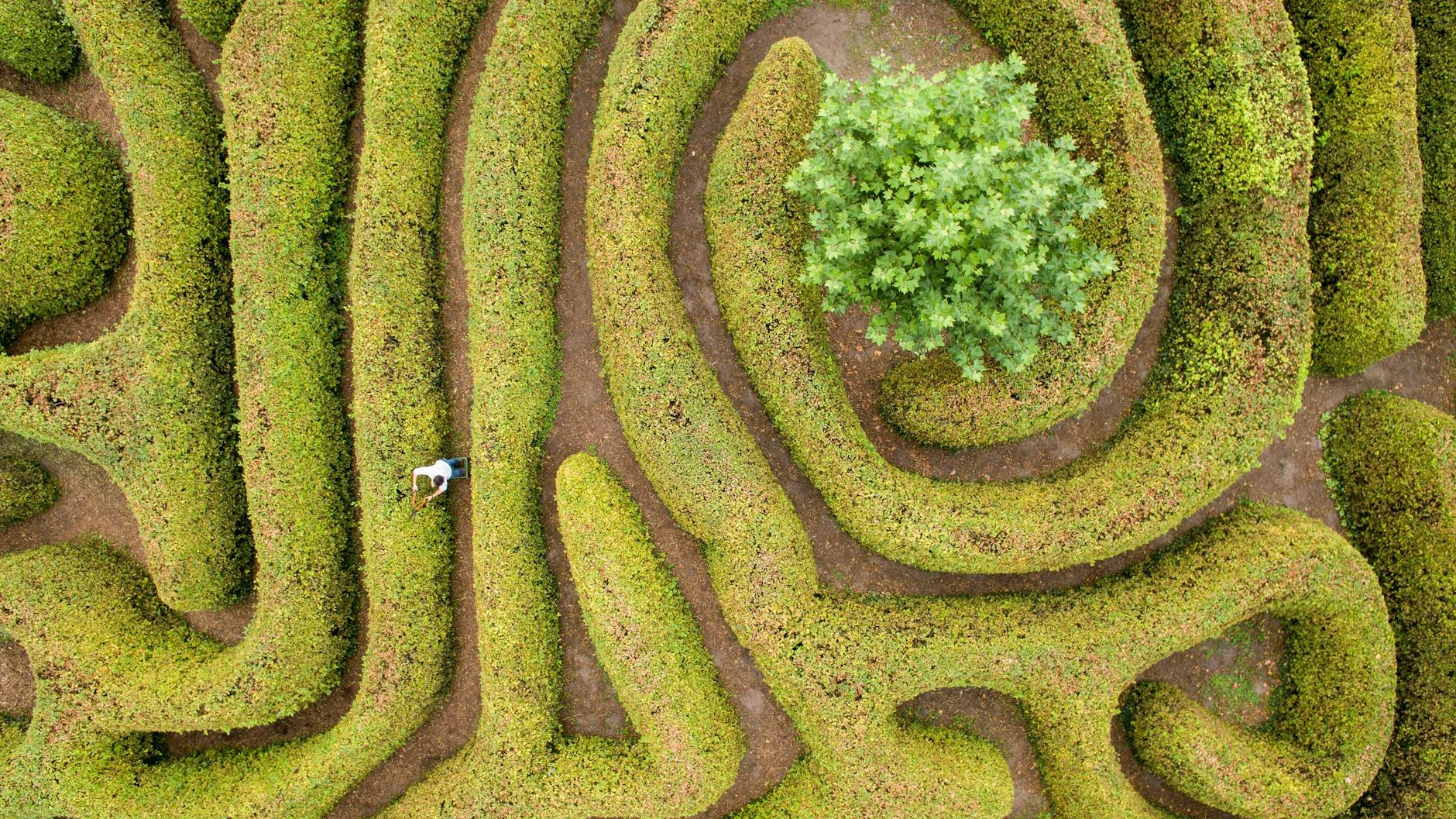 Gärtner schneiden die Hecken im Irrgarten von Schloss Mosigkau in Sachsen-Anhalt. Auch die Buchsbäume im Dessau-Wörlitzer Gartenreich sind vom Zünsler bedroht, genau wie unsere prächtigen Schlossgärten in Berlin und Brandenburg. 