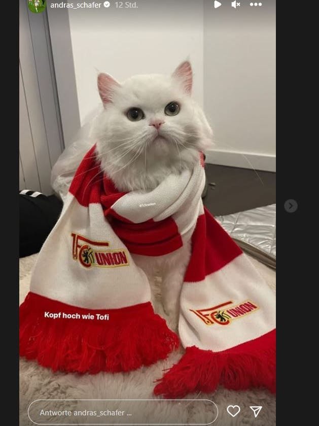 Die Katze von Andras Schäfer, mit der er seinen Kollegen vom 1. FC Union ein wenig Aufmunterung verschaffen wollte.