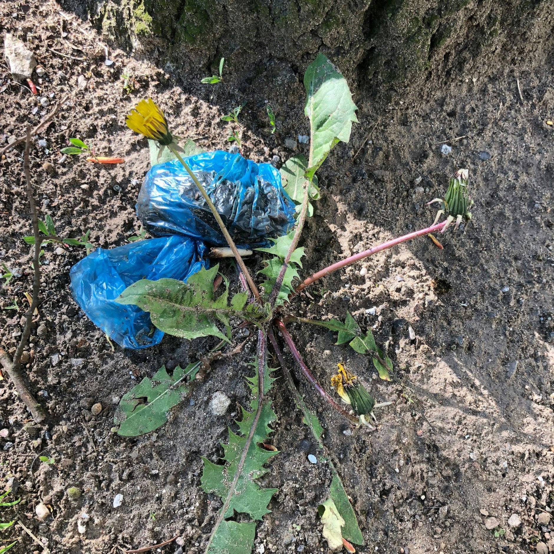 Einige Hundebesitzer bauen ihre Kot-Beutel als schmückendes Element in die Natur ein.