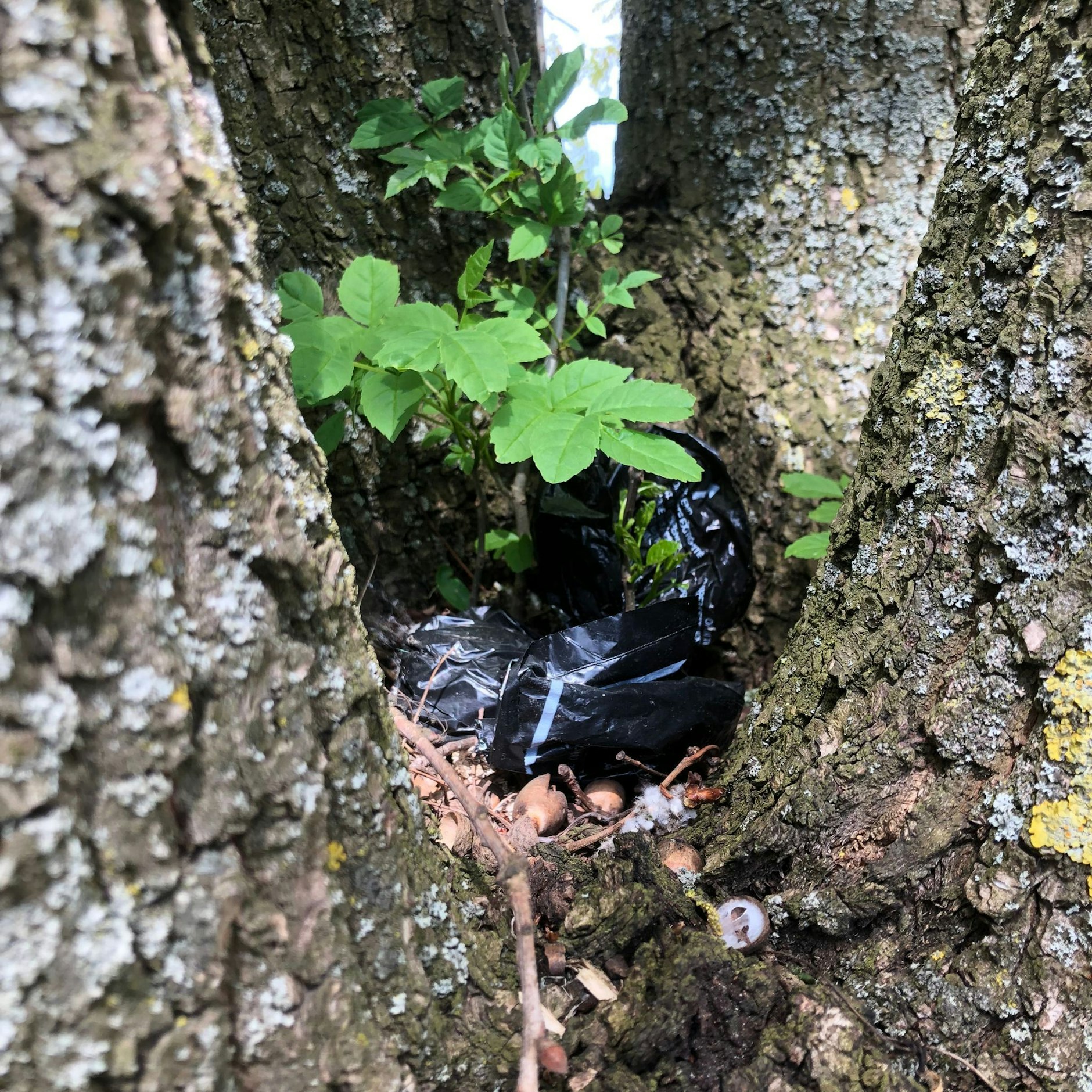 Manch einer versteckt seinen Hundekot-Beutel in einer Astgabel - aus den Augen, aus dem Sinn.