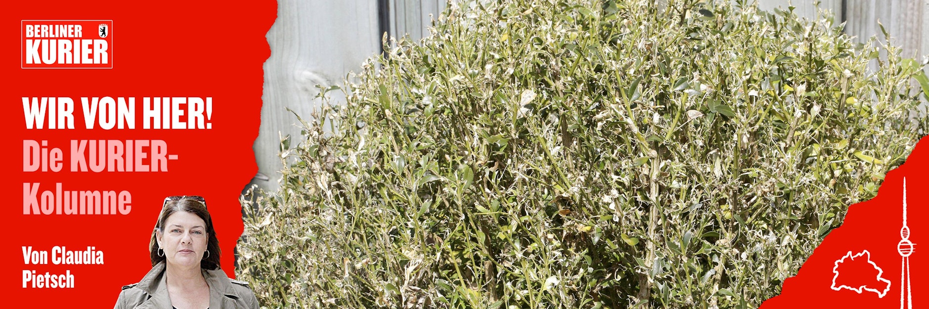 Früher ein prächtiger Buchsbaum -jetzt nur noch ein vom Zünsler fast kahl gefressenes Gerippe.  