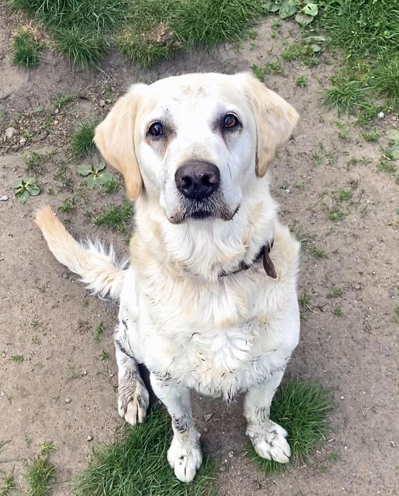 Armer Milow!  Der Labrador hofft im Tierheim Berlin auf eine neue Chance