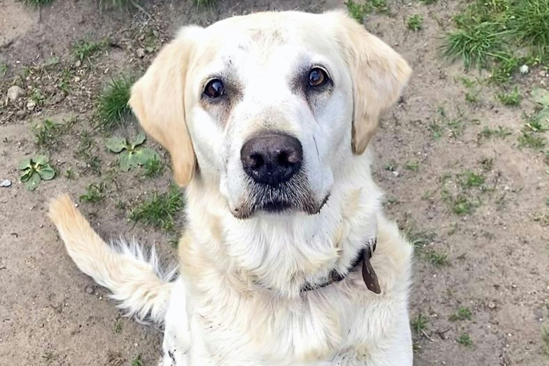 Milow wartet aktuell im Tierheim Berlin sehnsüchtig auf ein neues Zuhause.