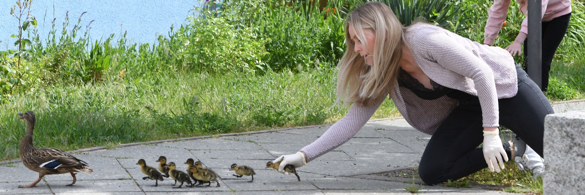 Dajana Kunert (35) lässt die letzten kleinen Enten frei, brav folgen sie ihrer Mama.