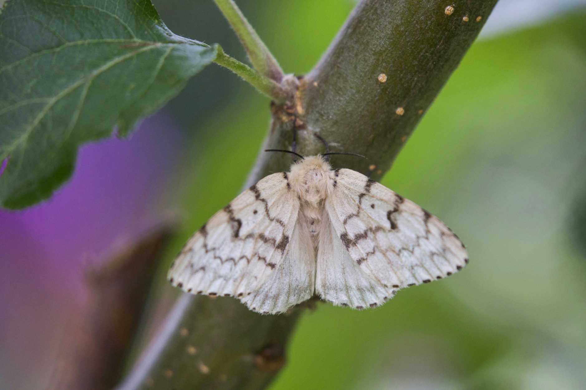 Der Schwammspinner deckt seine gelegten Eier mit Afterwolle ab.