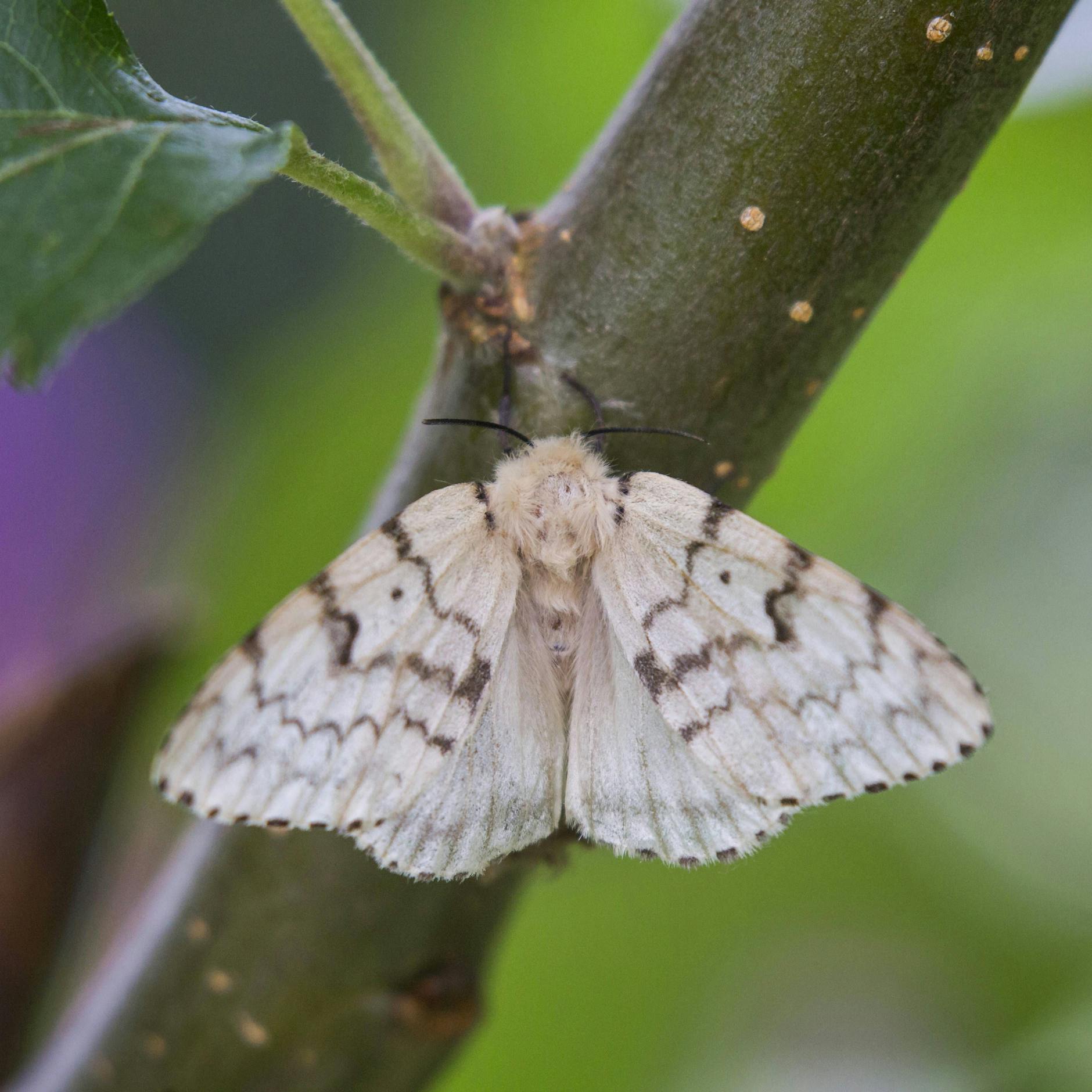 Was ist Afterwolle? Kuriose Begriffe einfach erklärt – hätten SIE es gewusst?