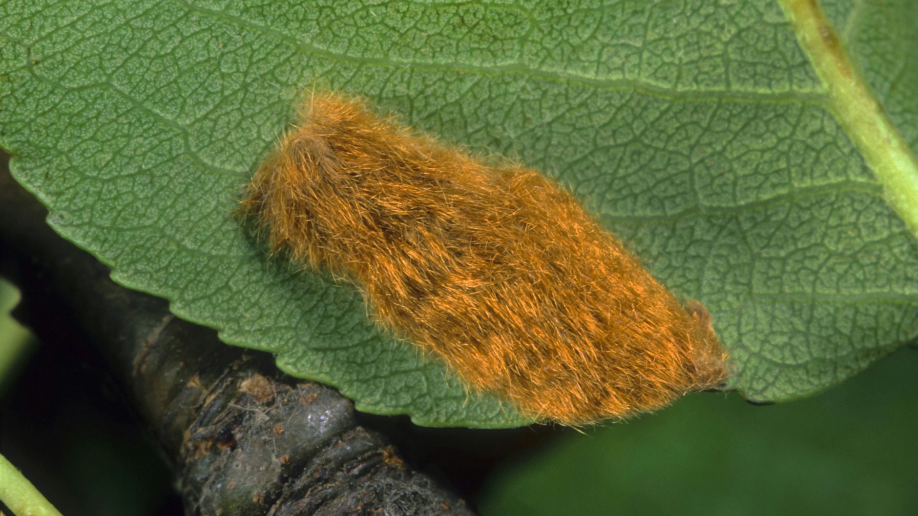 So sieht Afterwolle aus: Die Ansammlung von Haaren bedeckt die auf einem Blatt abgelegten Eier.