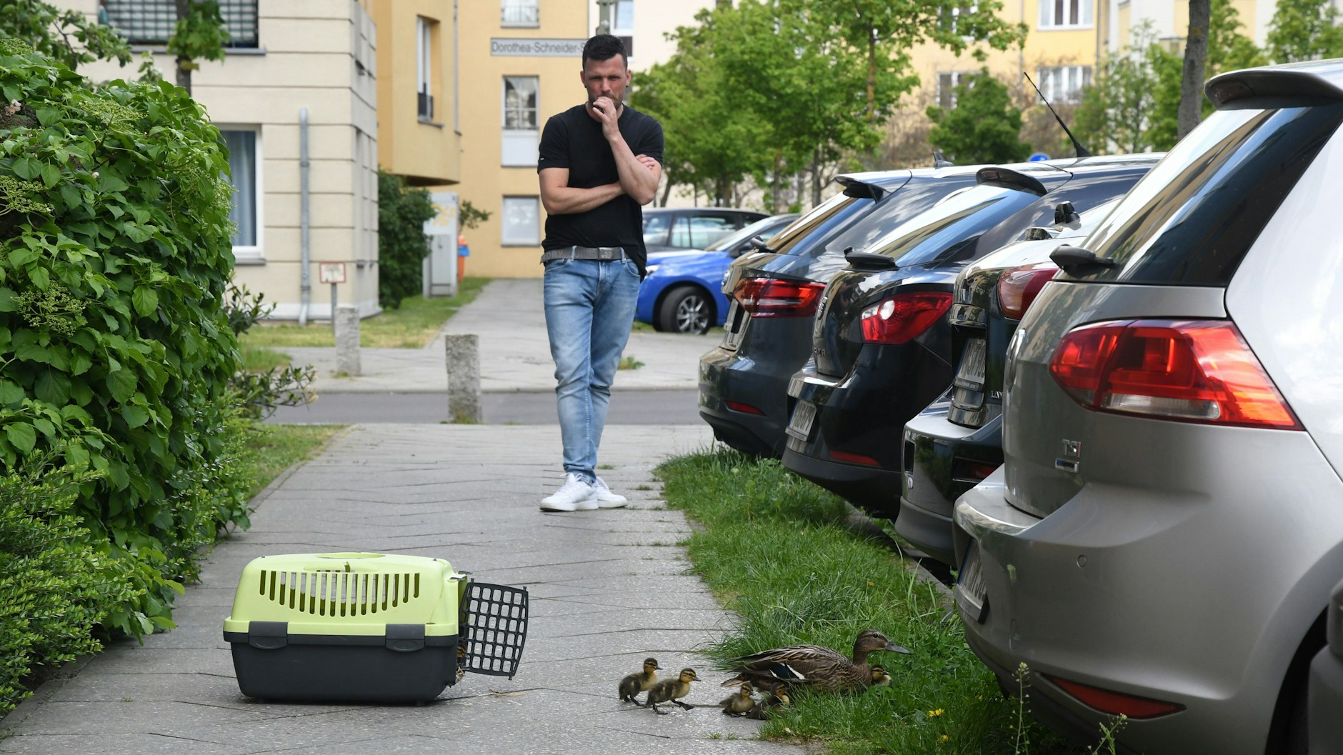 Romano Dreyer (38) beobachtet die Entenküken, als sie die Transportkiste nach dem Abseilen verlassen.