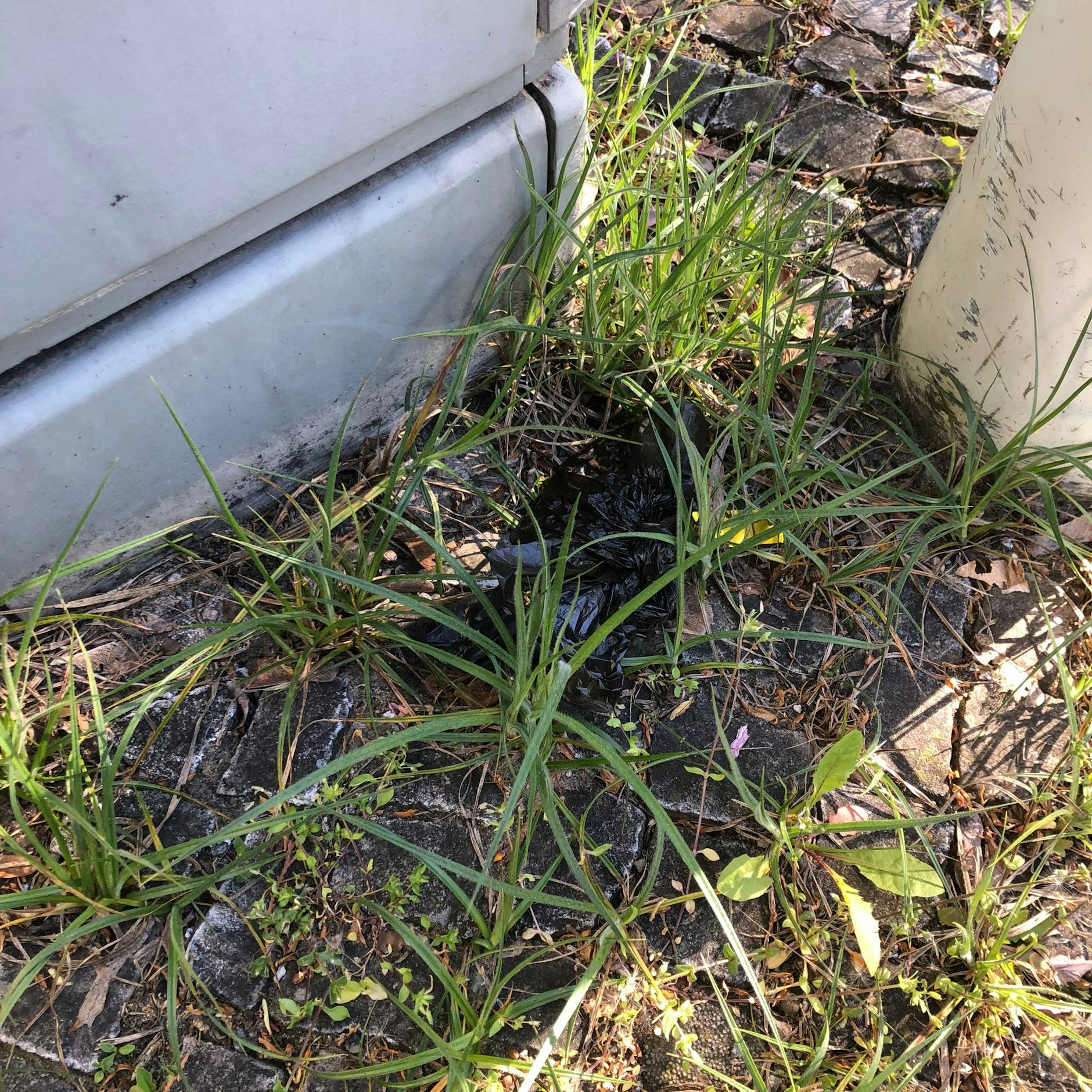 Suchbild: Manche Kotbeutel werden im Laufe der Zeit eins mit der Umgebung.