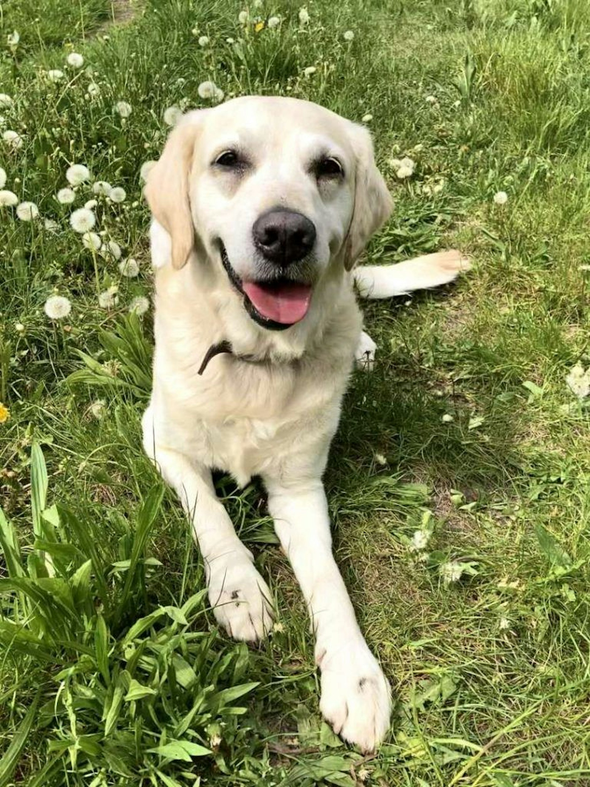 Der süße Milow hofft, dass er bald ein neues Zuhause findet. Momentan wartet er im Tierheim Berlin auf seine große Chance.