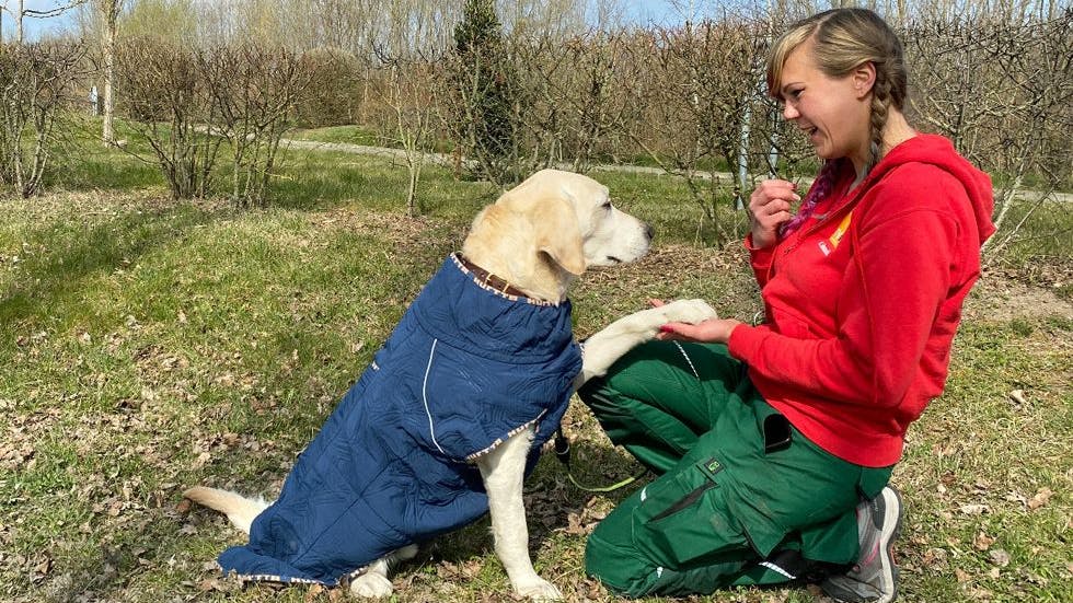 Milow mit einer der Pflegerinnen aus dem Tierheim Berlin. Wer gibt dem Labrador eine neue Chance?