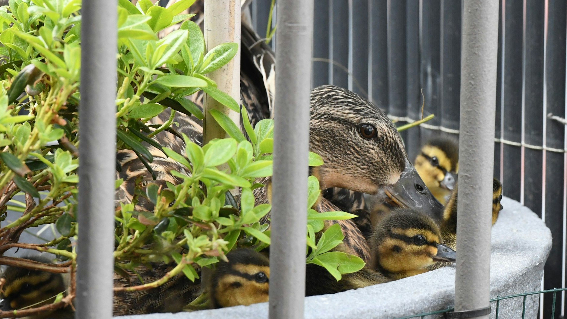 Zehn kleine Küken brütete die Entenmama im Blumentopf der Familie aus.