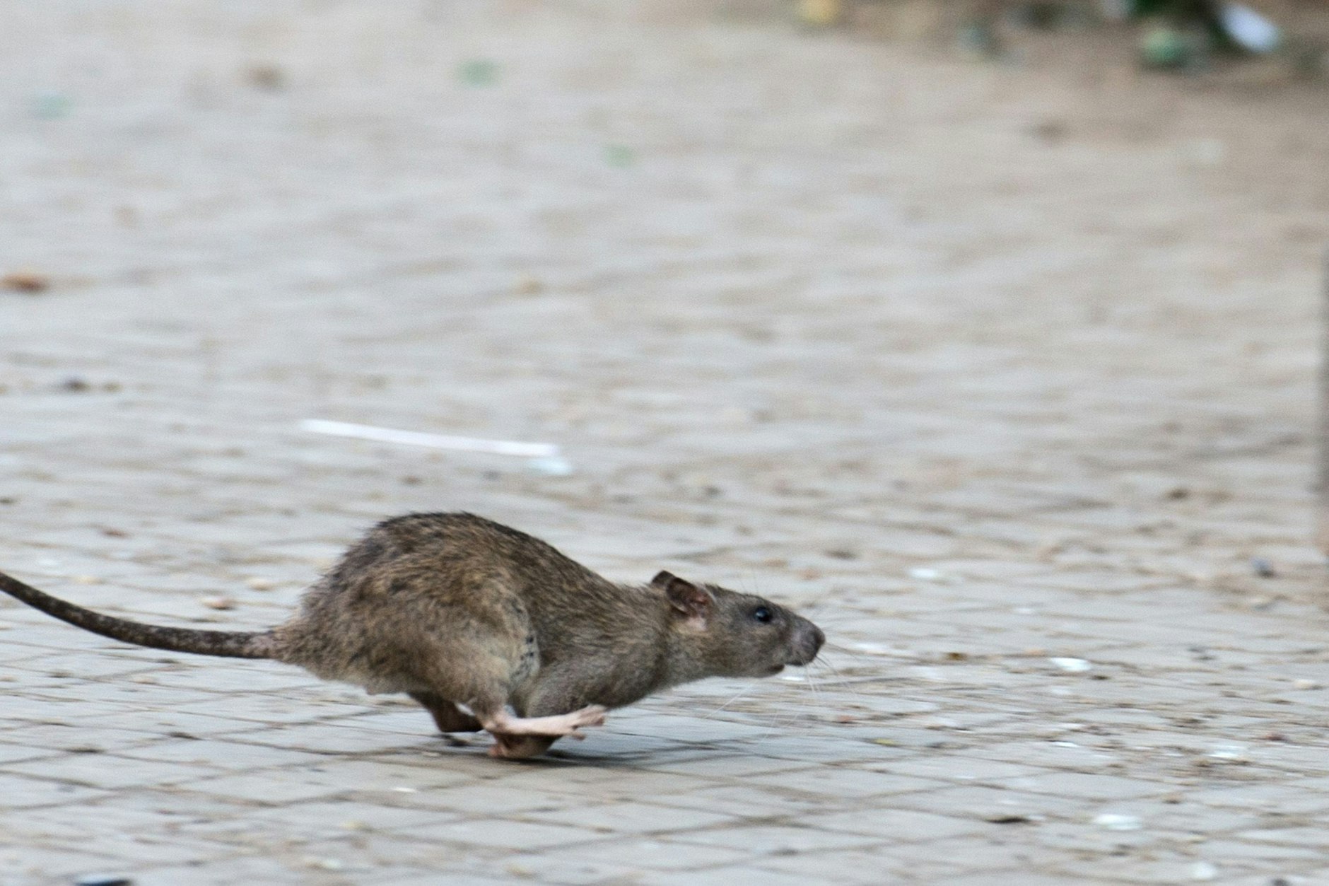 Eine Ratte läuft, aufgeschreckt durch Aufräumarbeiten der Stadtreinigung. In großen Städten fühlen sich Ratten wohl, vor allem an Flüssen und Kanälen. 