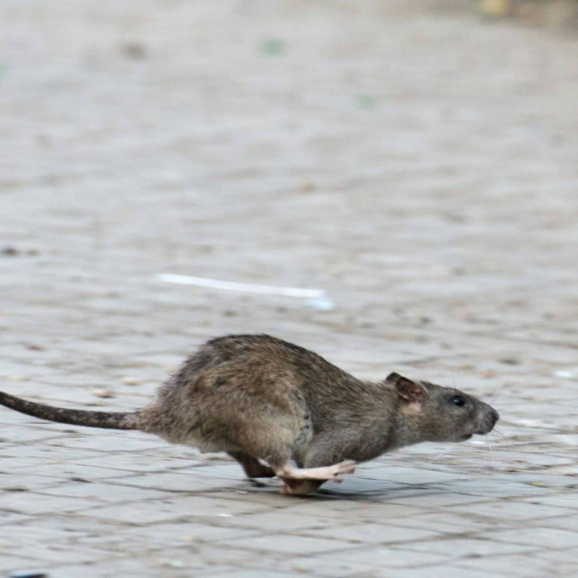 Ratten in Berlin – Krieg gegen urbane Nachbarn