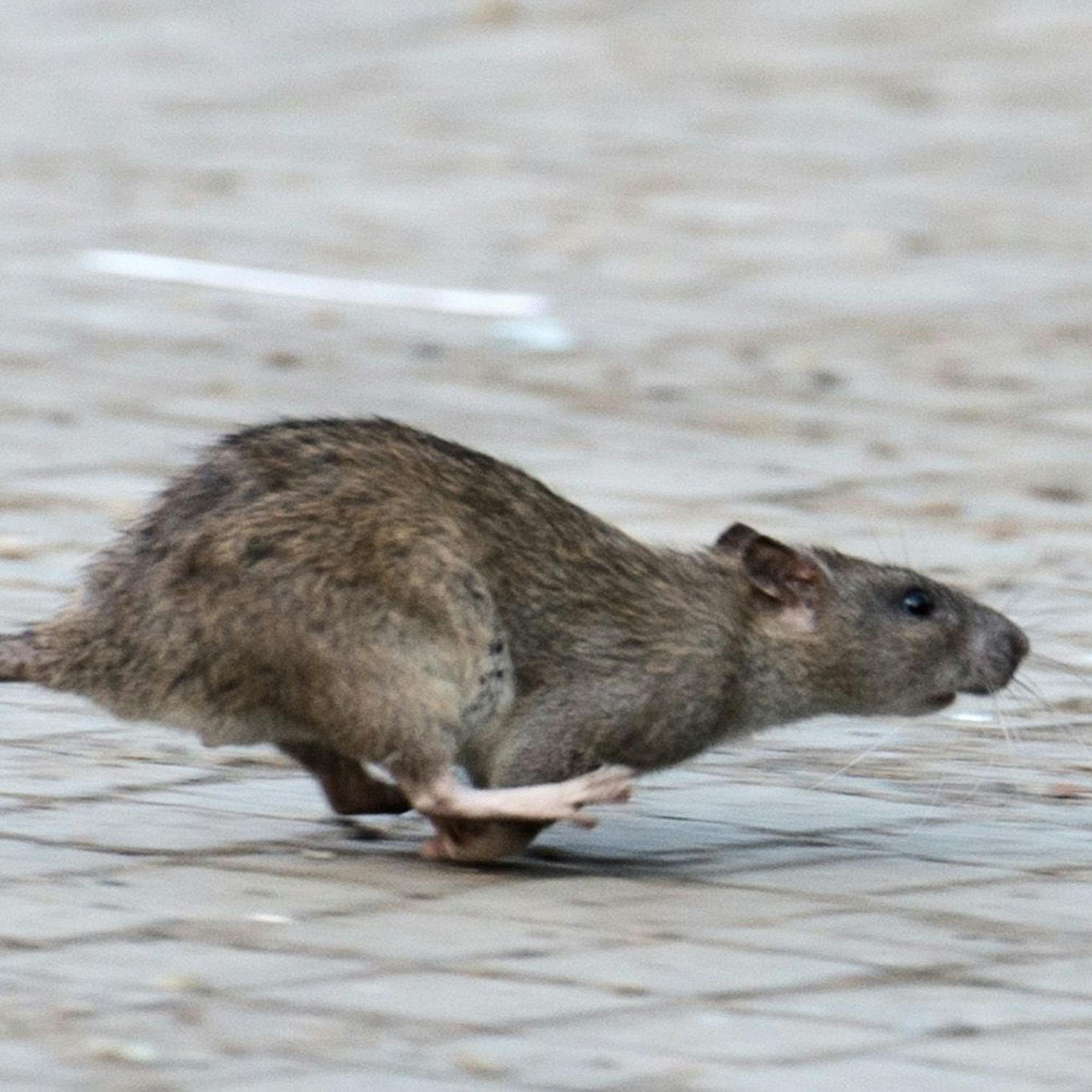 Ratten in Lichtenberg: Bezirksamt sperrt erste Flächen, Vögel füttern verboten!