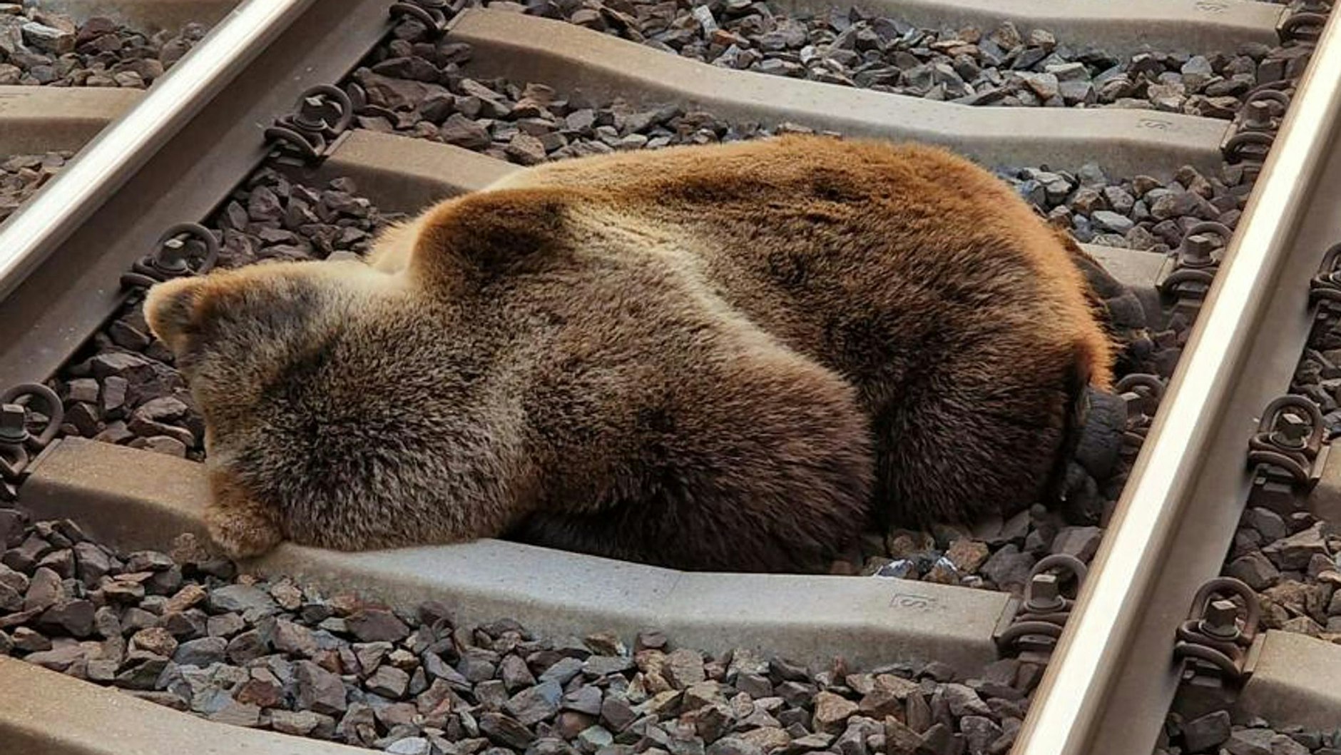 Dem Braunbären wurde beim Zusammenstoß mit dem Zug die linke Hinterpranke abgetrennt, zudem hatte das Tier schwere Kopfverletzungen.