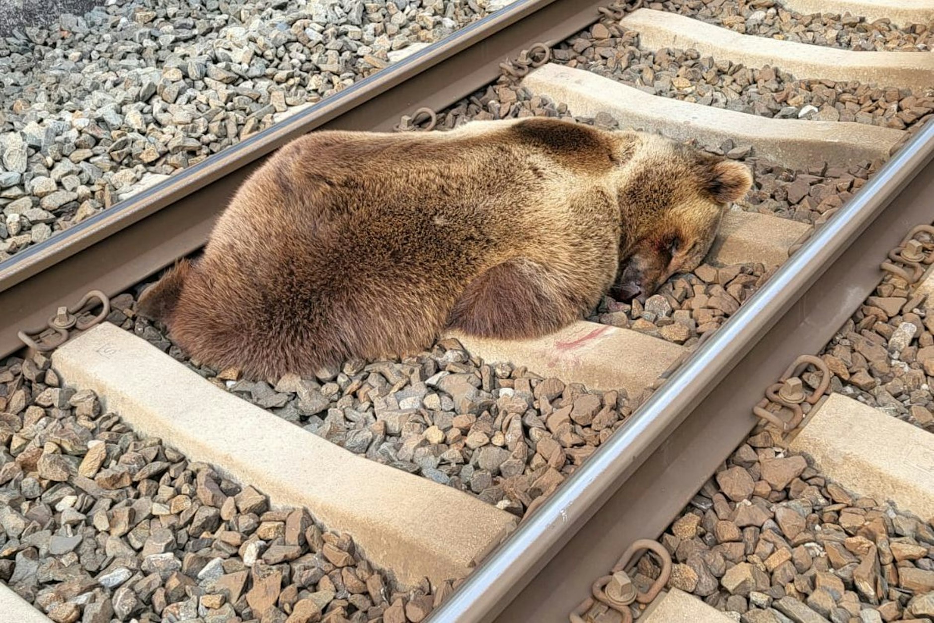 Ein Bär liegt tot auf den Gleisen in der Nähe des Bahnhofs Schwarzach-St. Veit im Salzburger Pongau, nachdem er am Dienstag auf einer österreichischem Bahnstrecke mit einem Zug zusammengestoßen und getötet worden ist.&nbsp;
