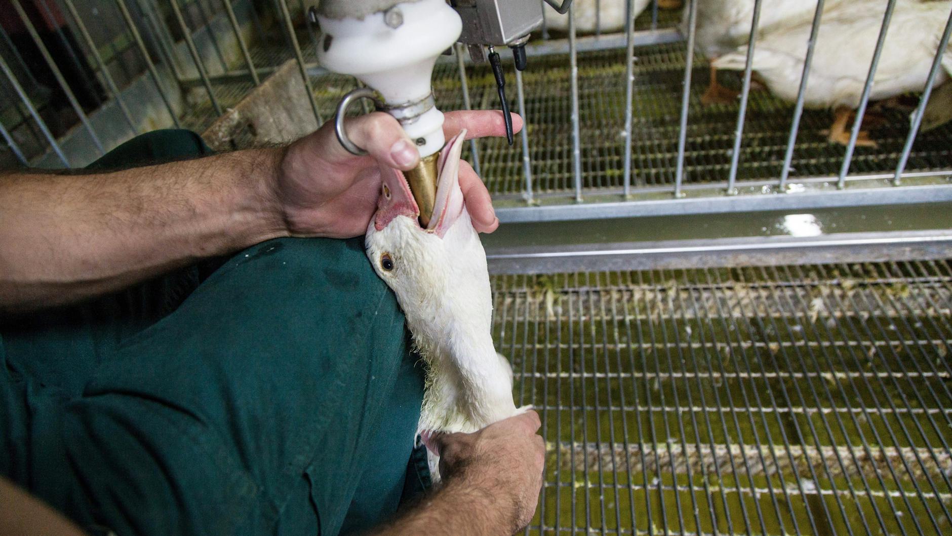 Auf einer Farm in Frankreich wird diese Ente gestopft. Die Stopfleber-Produktion ist in Deutschland verboten, nicht aber der Handel mit den Produkten.