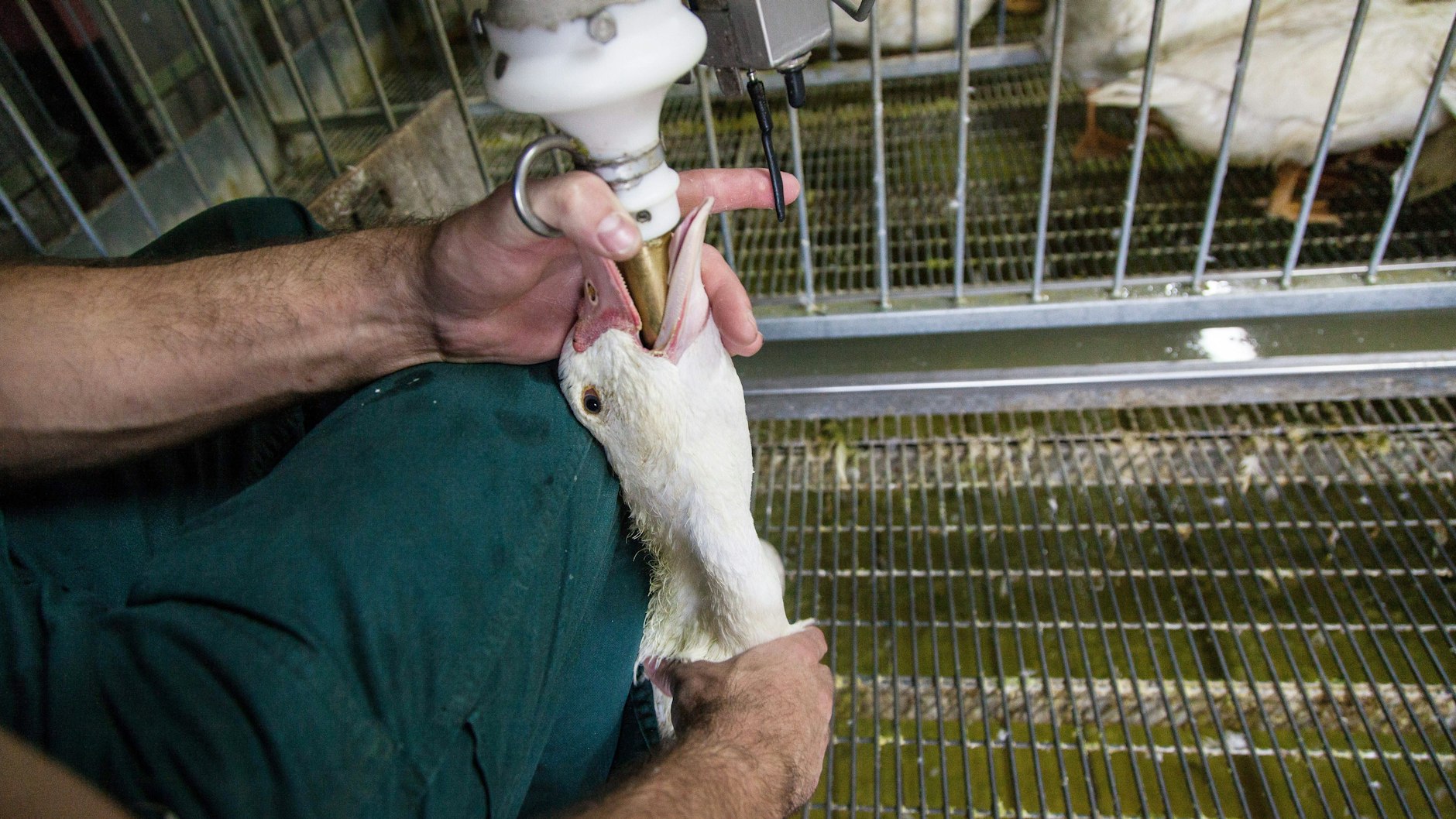 Auf einer Farm in Frankreich wird diese Ente gestopft. Die Stopfleber-Produktion ist in Deutschland verboten, nicht aber der Handel mit den Produkten.