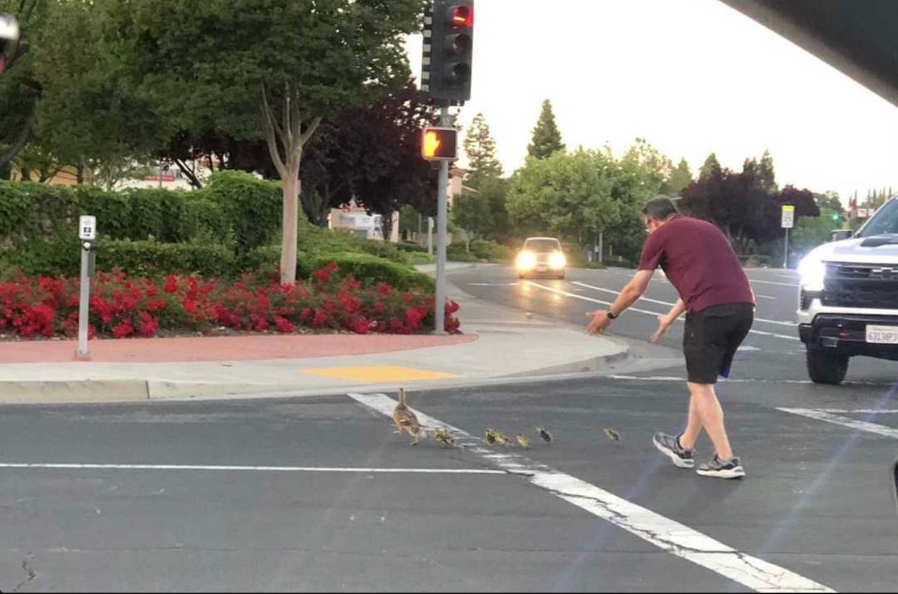 Image - Familienvater hilft Entenbabys über die Straße – und wird totgefahren!