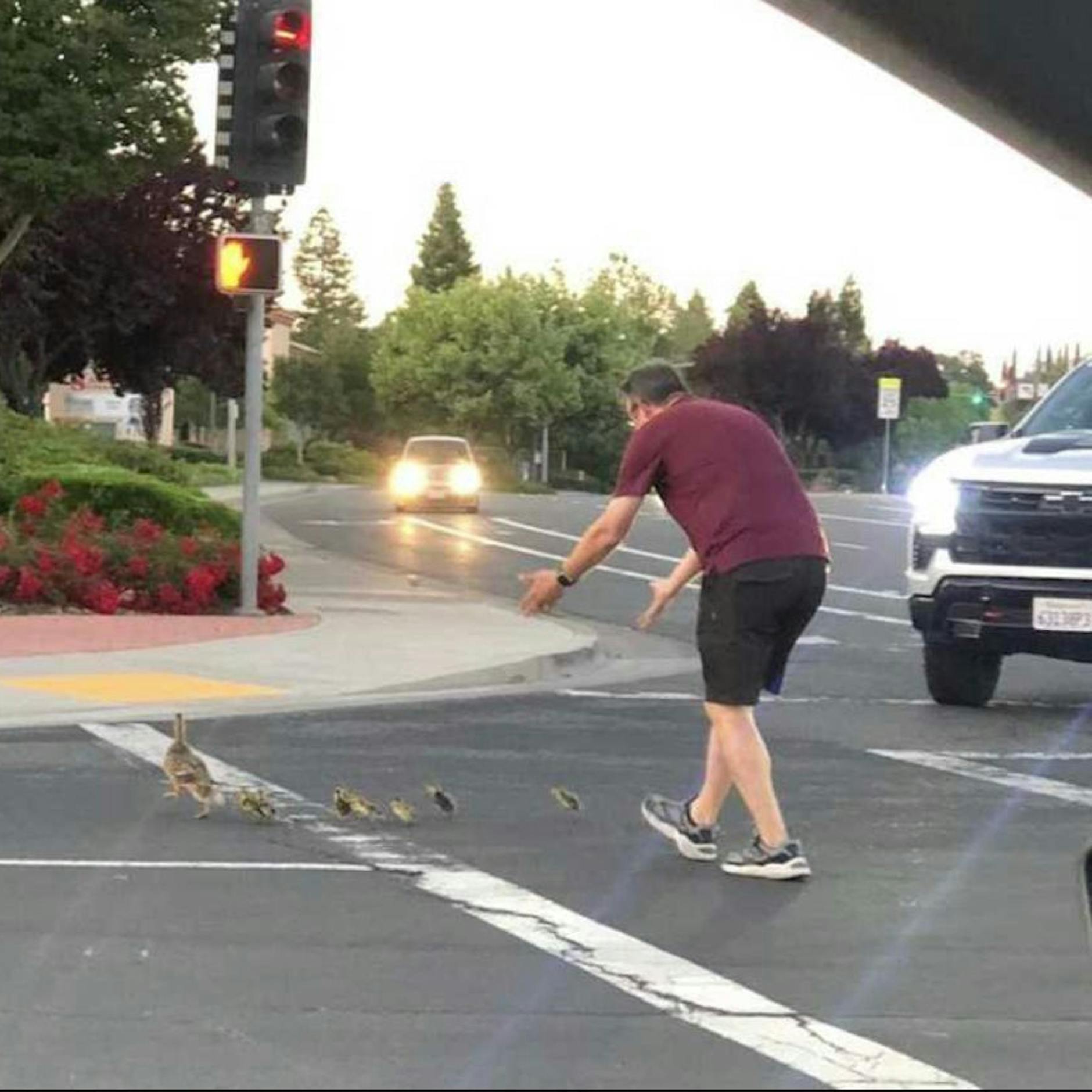 Familienvater hilft Entenbabys über die Straße – und wird totgefahren!
