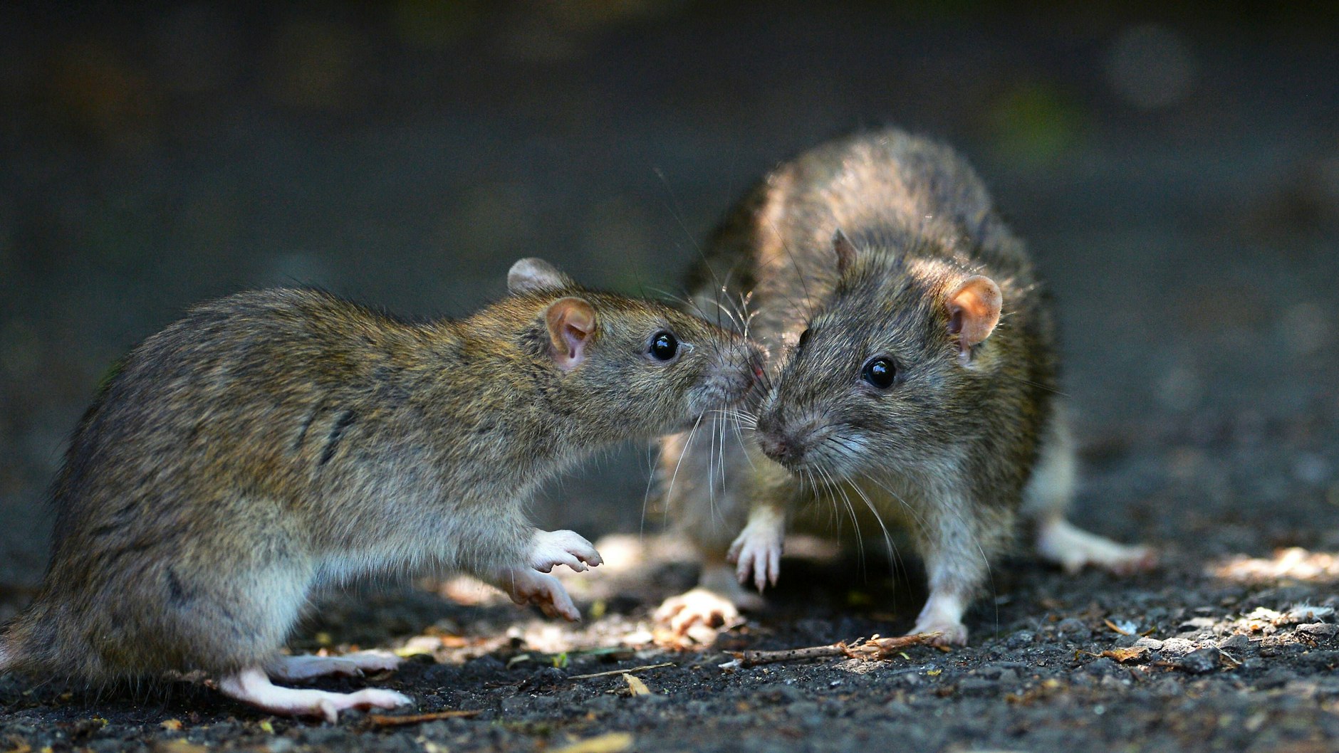 Ratten waren schon zu Beginn der Zivilisation ständige Begleiter der Menschen.&nbsp;