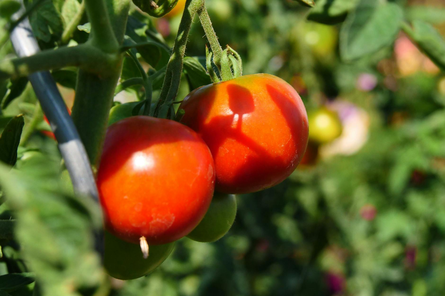 Wenn sie knallrot und reif sind, können Tomaten aus dem eigenen Garten geerntet werden.