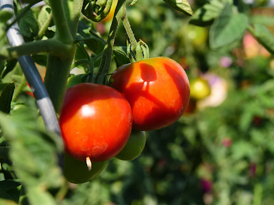 Wenn sie knallrot und reif sind, können Tomaten aus dem eigenen Garten geerntet werden.