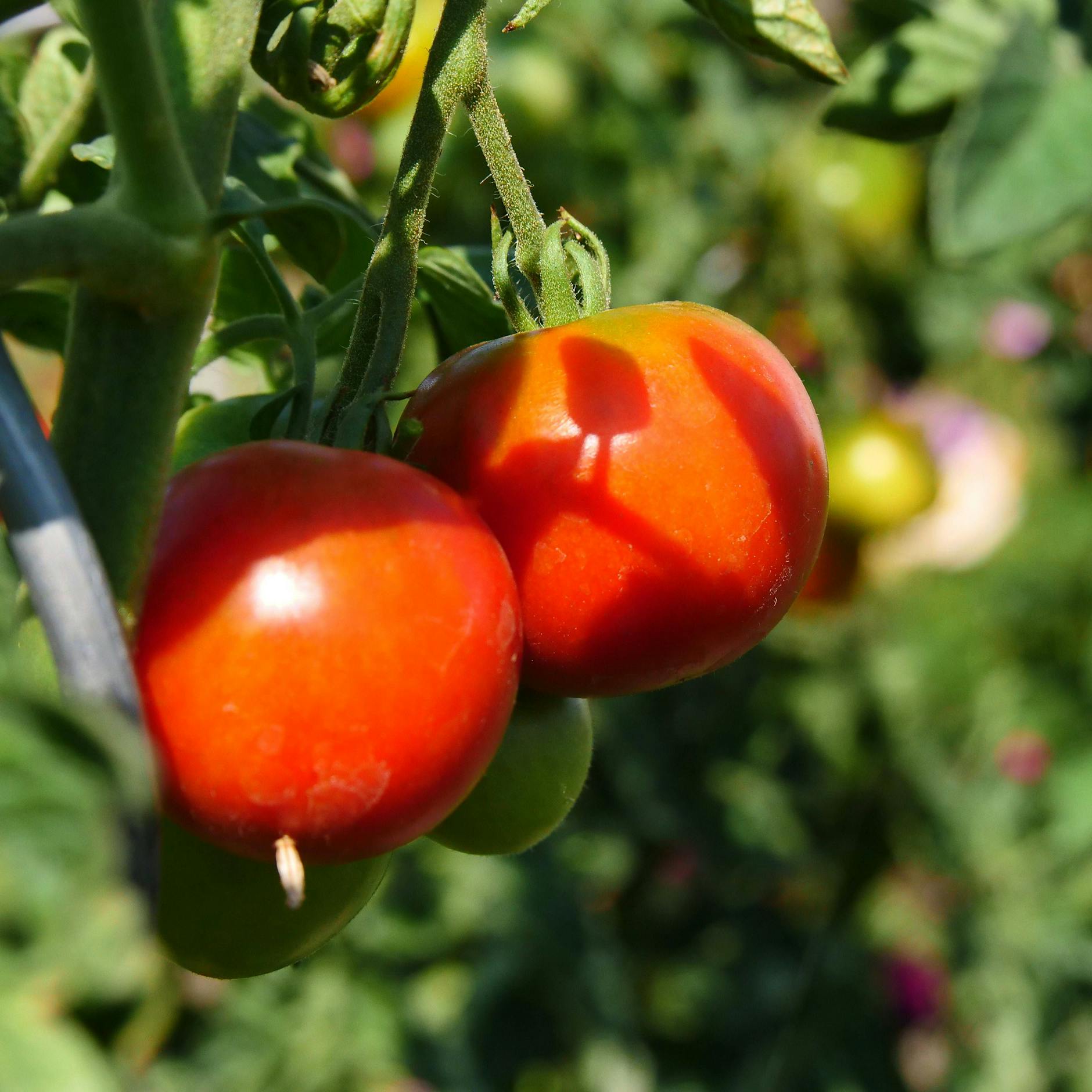 Tomaten gießen, düngen, pflegen: Mit DIESEN Tipps zur reichen Ernte