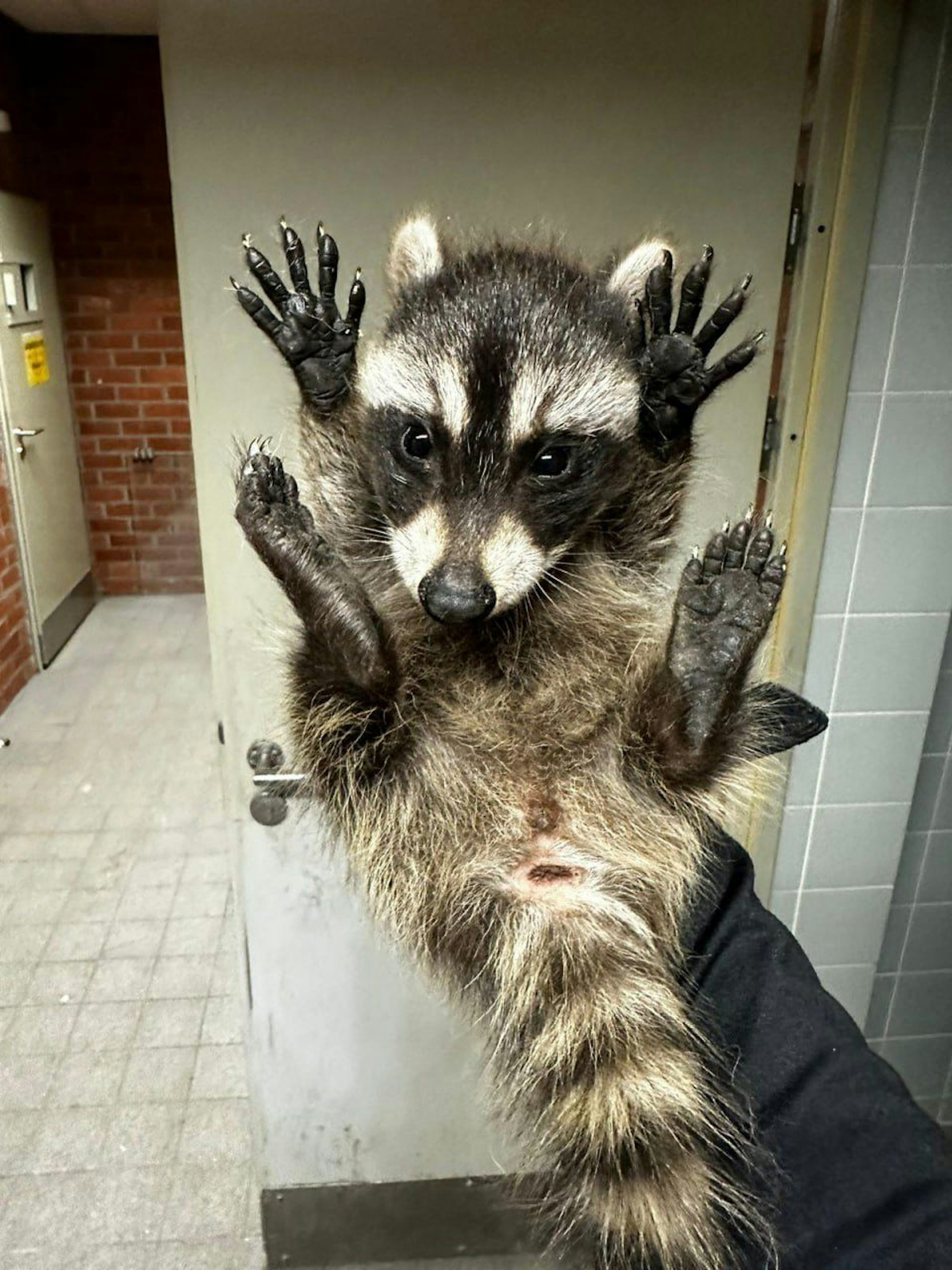 Strafrechtliche Konsequenzen muss der kleine Waschbär nicht befürchten. Er wurde wieder freigelassen.