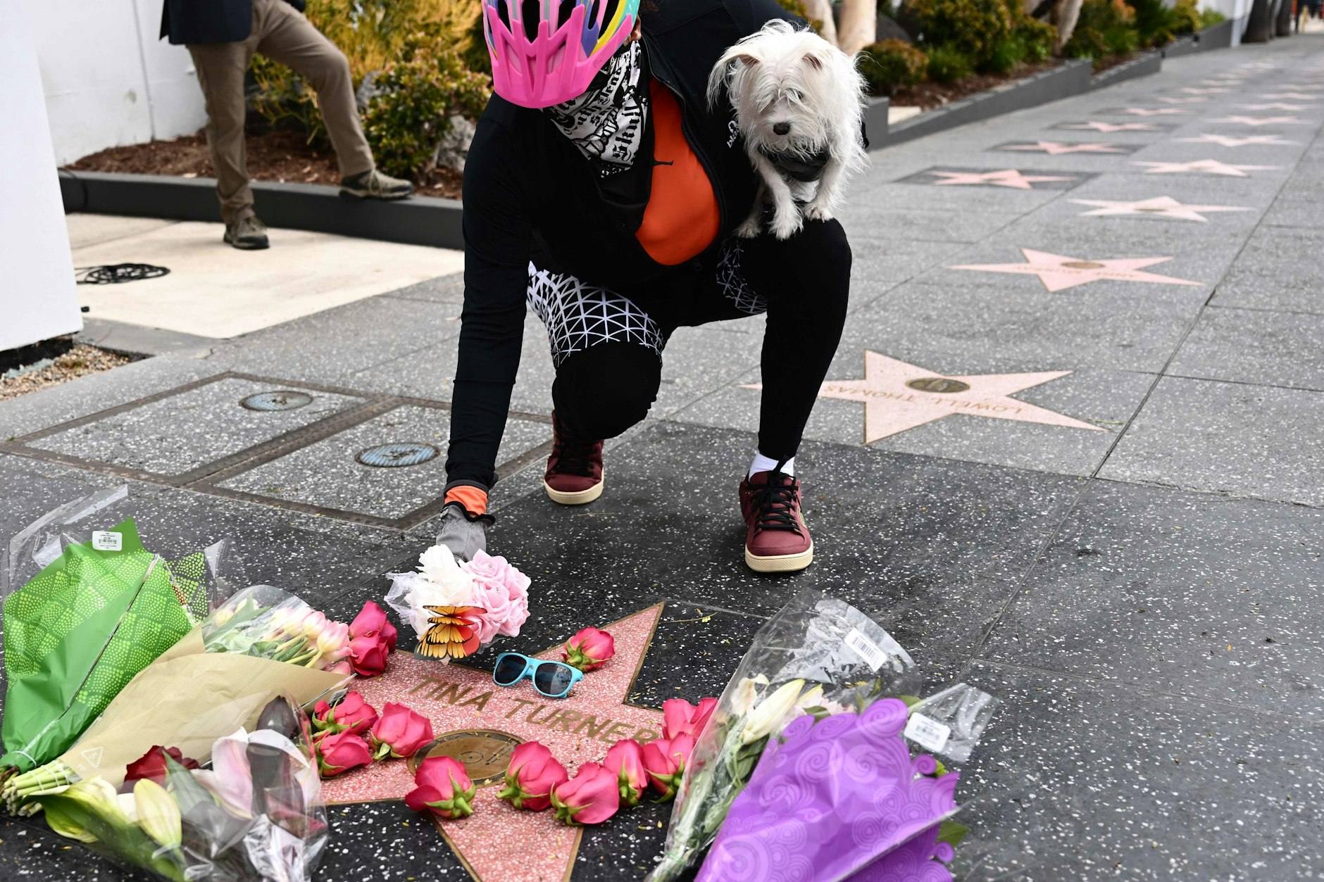 Ein Mann legt nach dem Tod von Tina Turner Blumen Blumen an ihrem Stern auf dem Hollywood Walk of Fame nieder. Weltweit trauern viele Menschen um die Rock-Ikone.&nbsp;&nbsp;