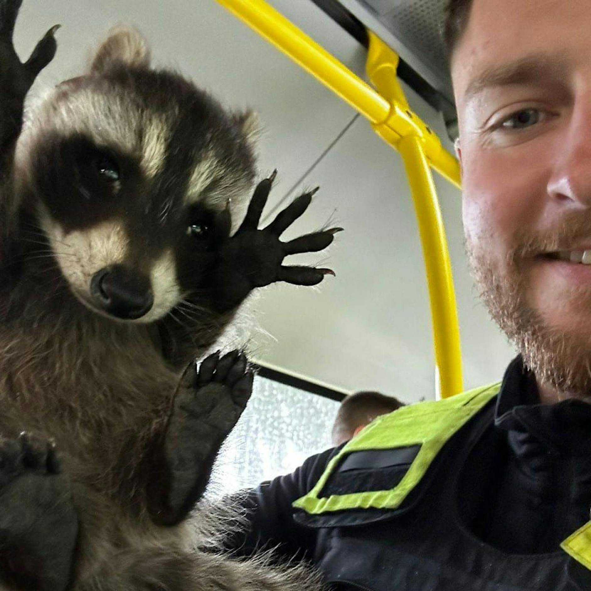 Als Schwarzfahrer ertappt: Polizei nimmt Waschbär fest