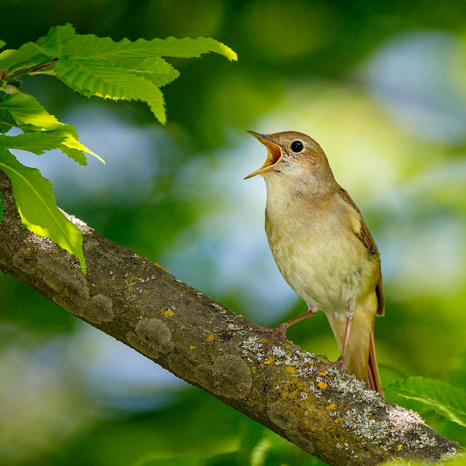 Was ist mit Berlins Nachtigallen los in diesem Jahr?