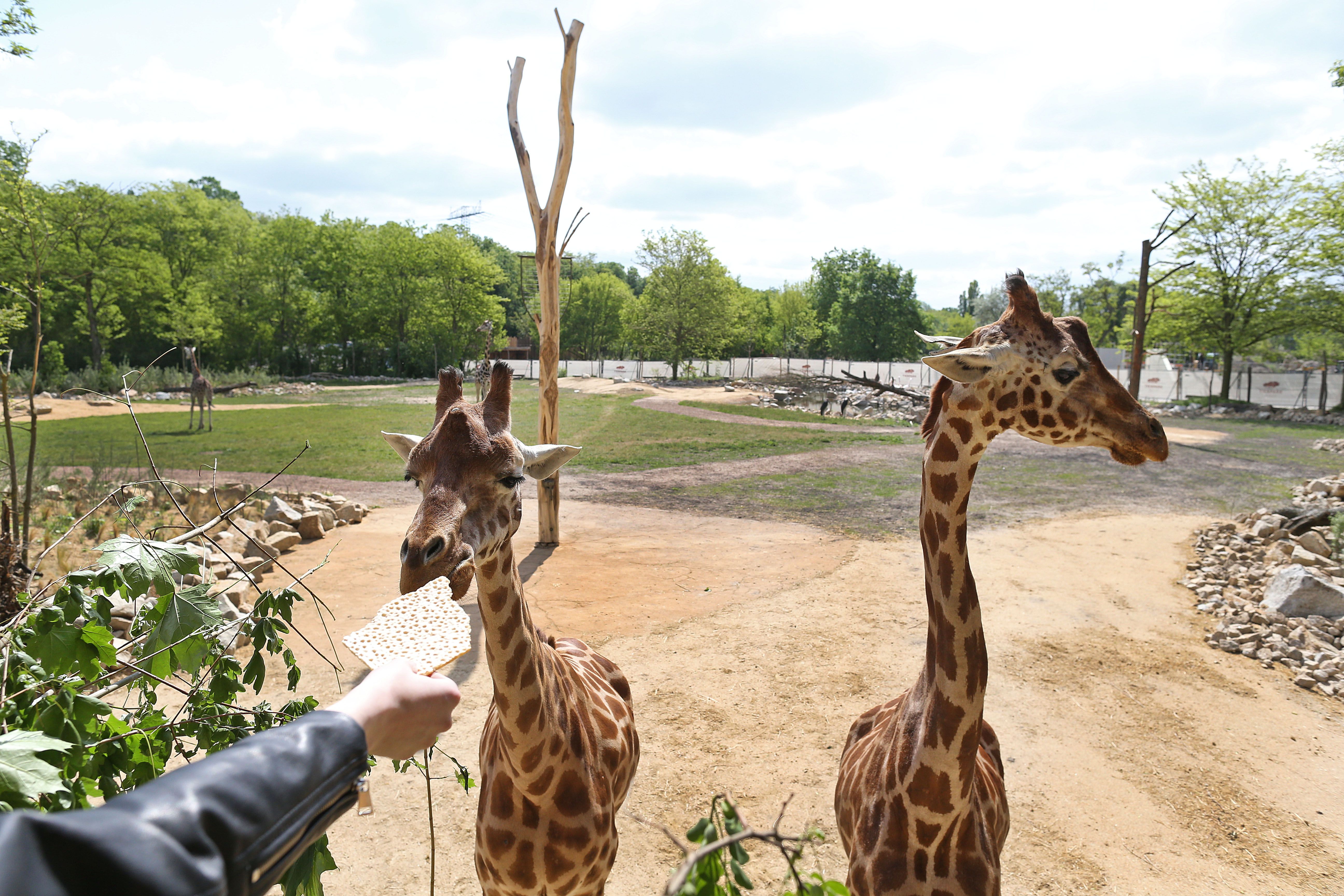 Im Tierpark Berlin lieben Giraffen DDR-Knäckebrot