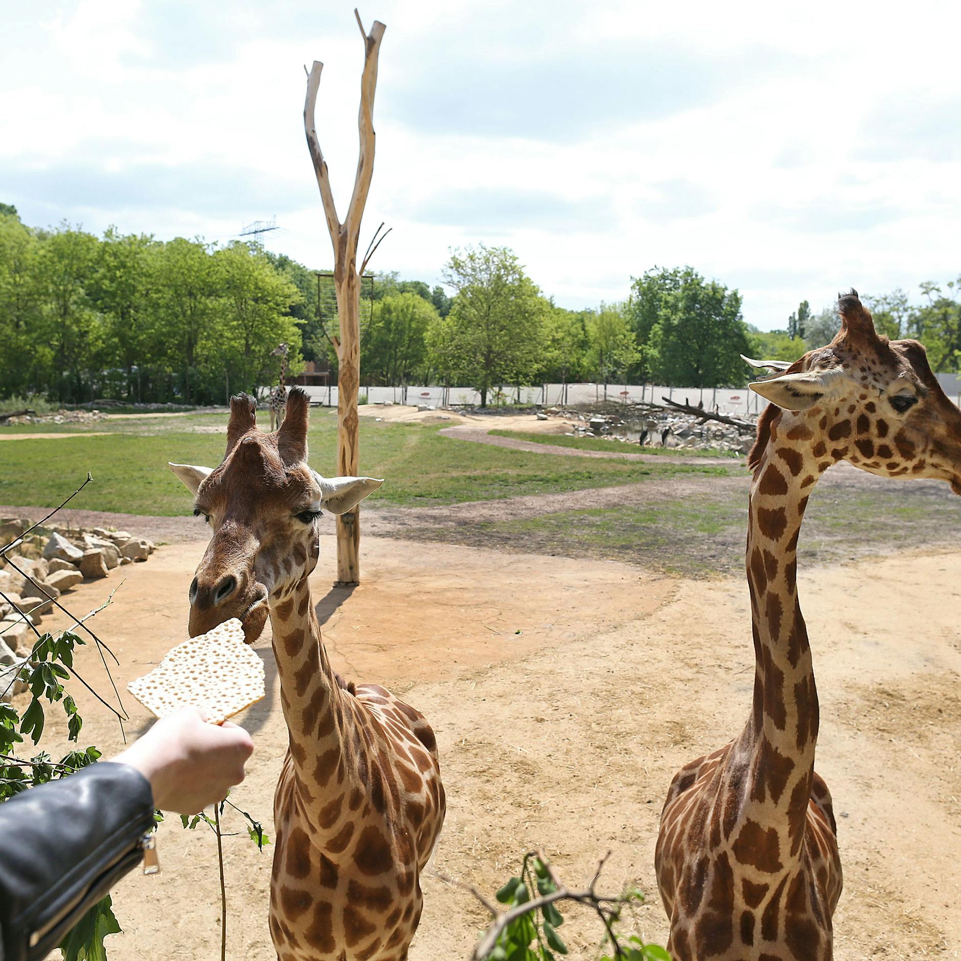 Im Tierpark Berlin lieben Giraffen DDR-Knäckebrot