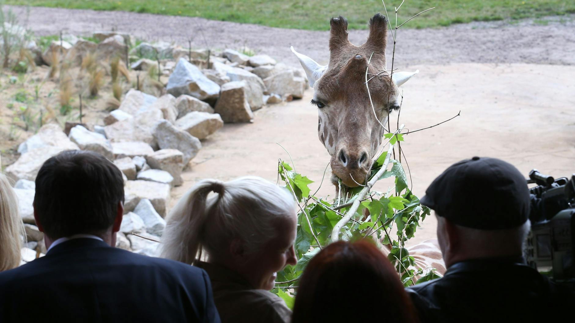 Revier-Leiterin Claudia Walther bei der Fütterung von Giraffen-Dame Jette: Dabei können die Besucher den Tieren direkt in die Augen schauen.