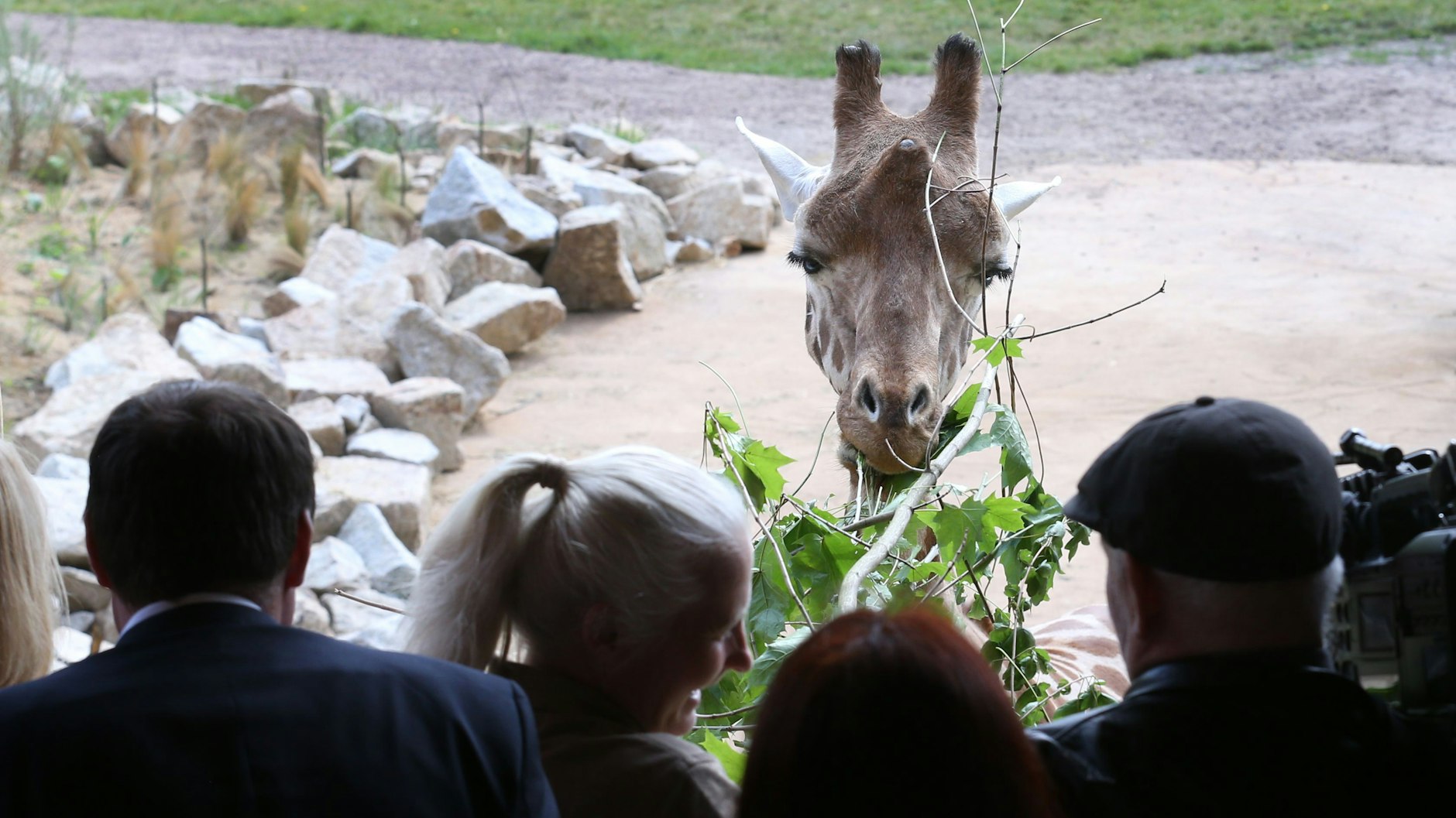 Revier-Leiterin Claudia Walther bei der Fütterung von Giraffen-Dame Jette: Dabei können die Besucher den Tieren direkt in die Augen schauen.