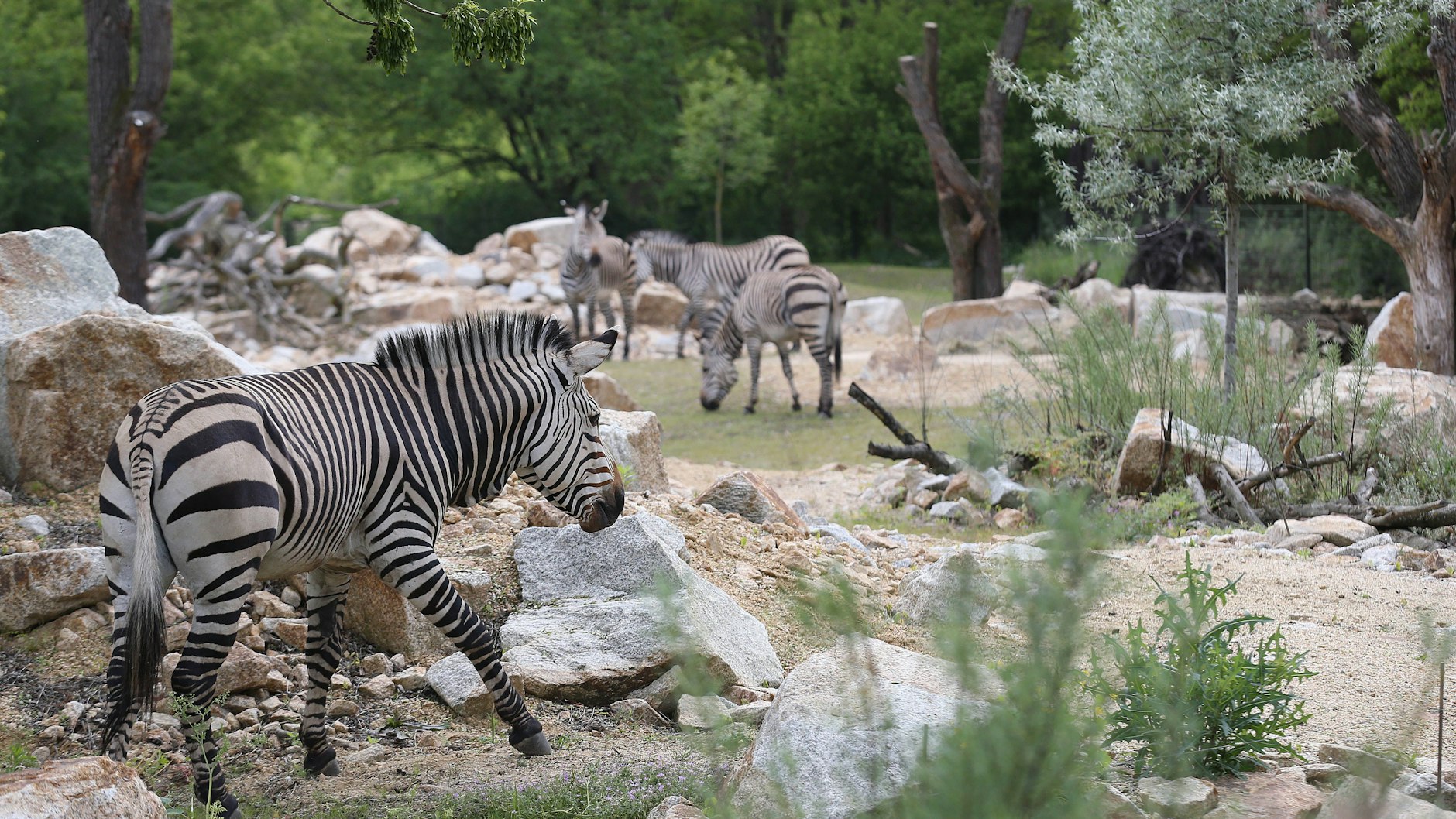 Keine engen Gehege mehr: In der neuen Savannenwelt haben Zebras nun viel Platz und Auslauf.