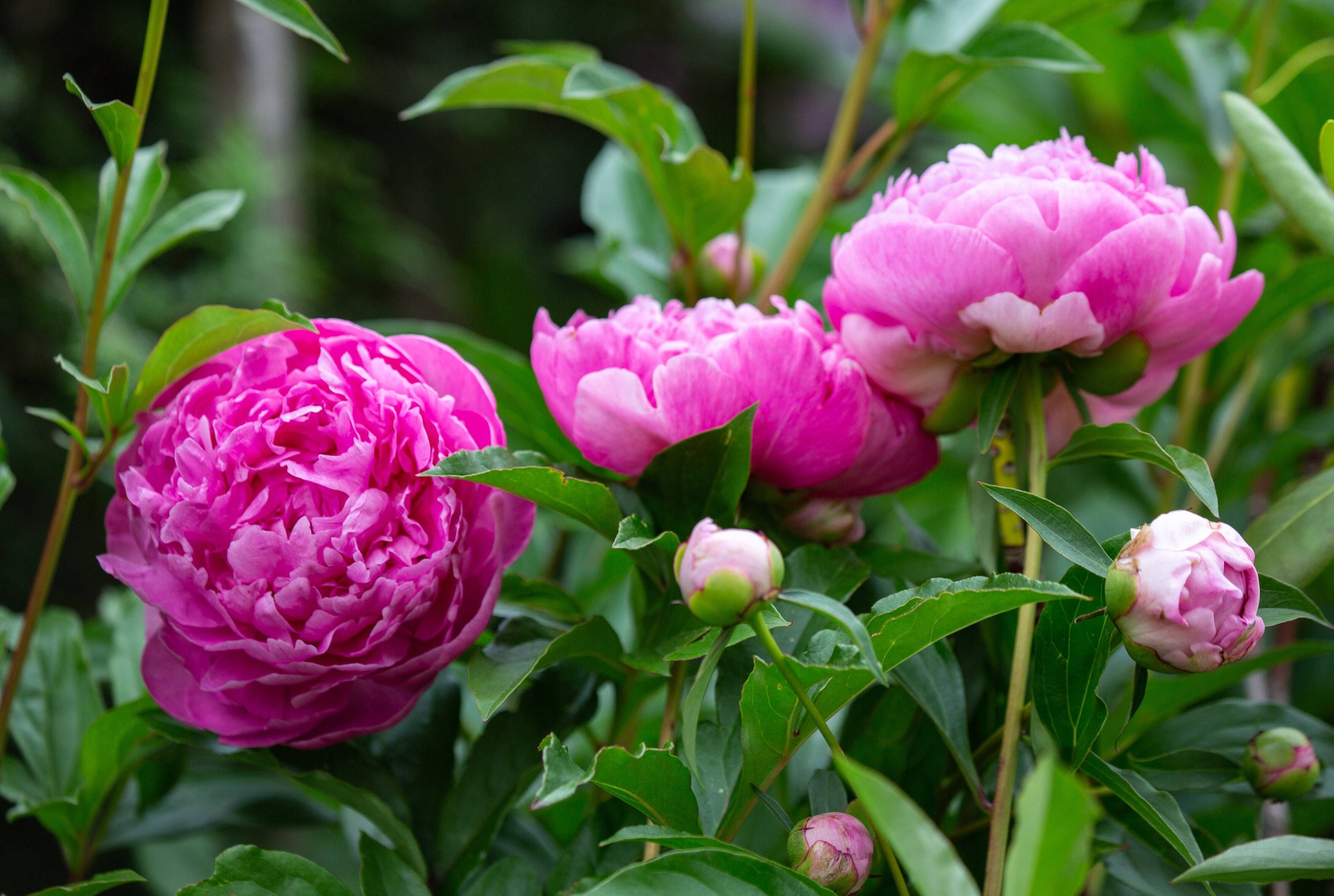 Pfingstrosen pflanzen, gießen, düngen – 8 Tipps für eine prächtig Blüte